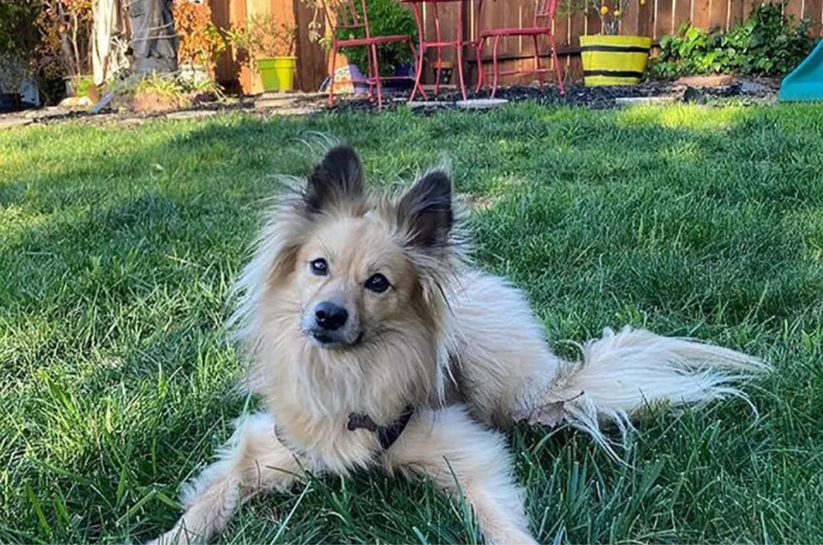 dog lying on grass in back yard