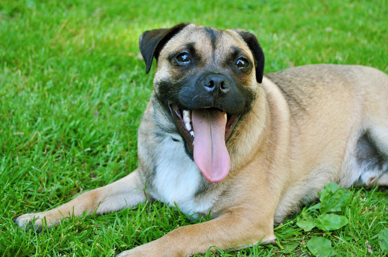 dog lying on grass