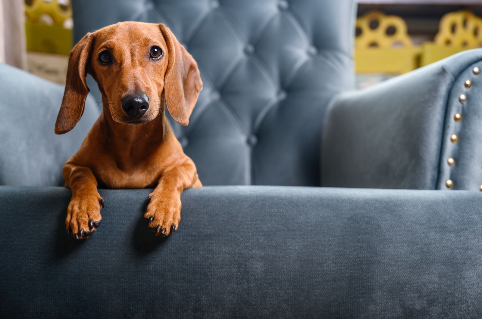 dog lying on sofa