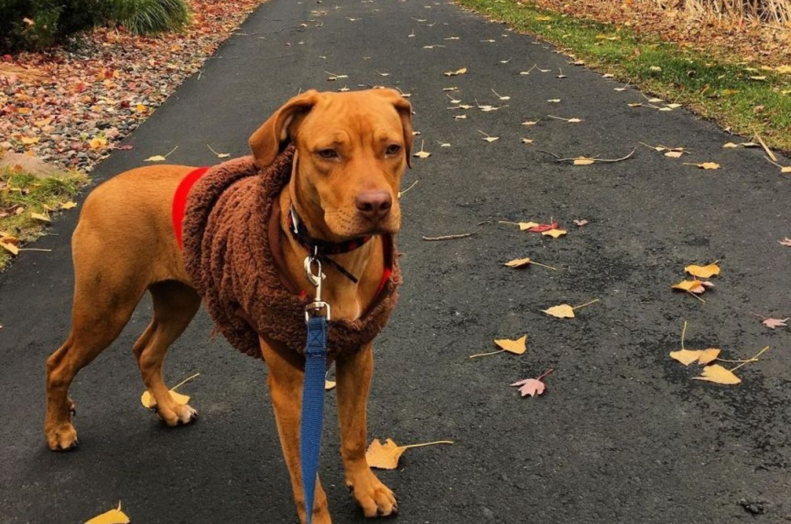 dog on a leash