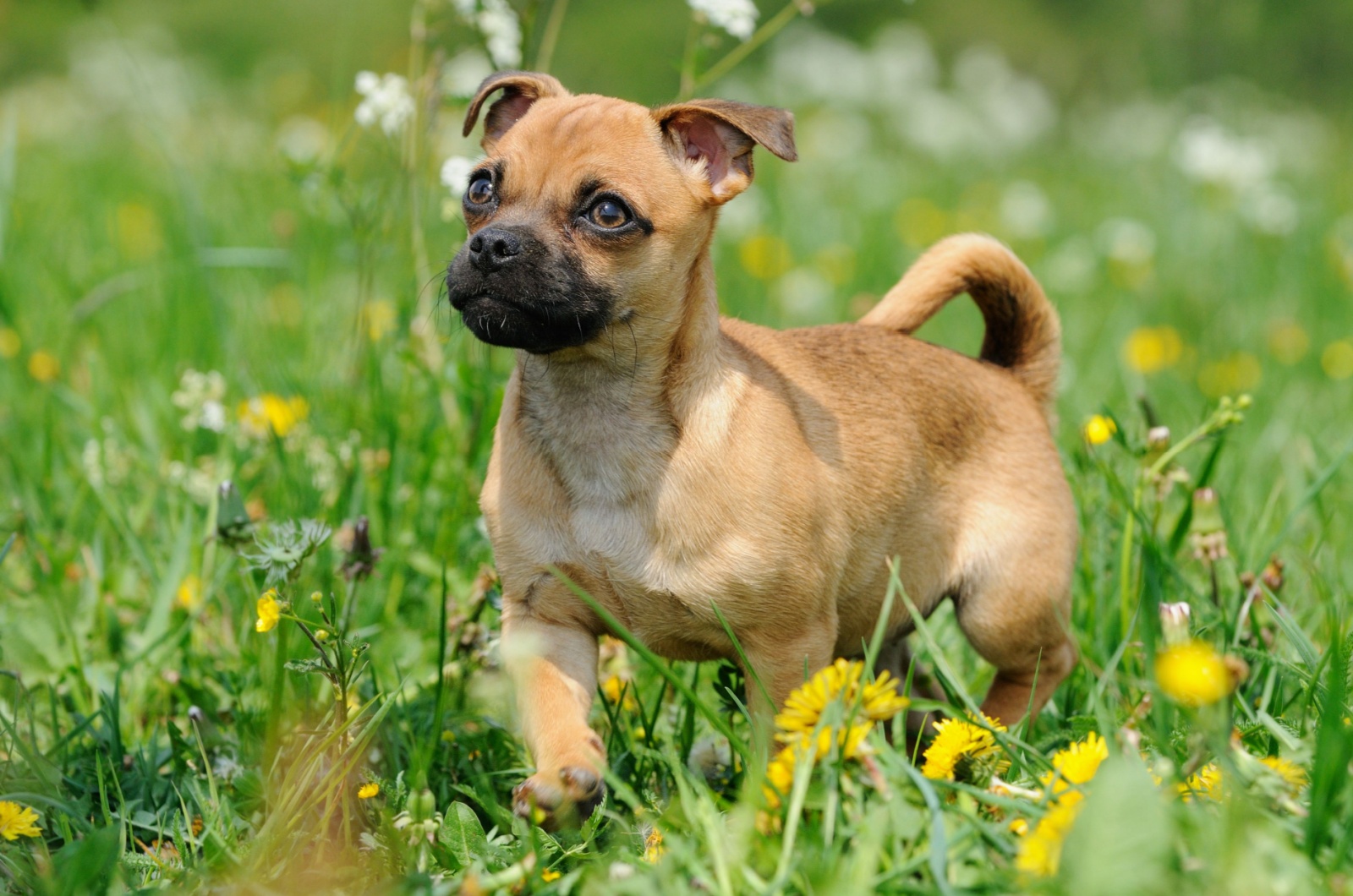 dog on grass with flowers