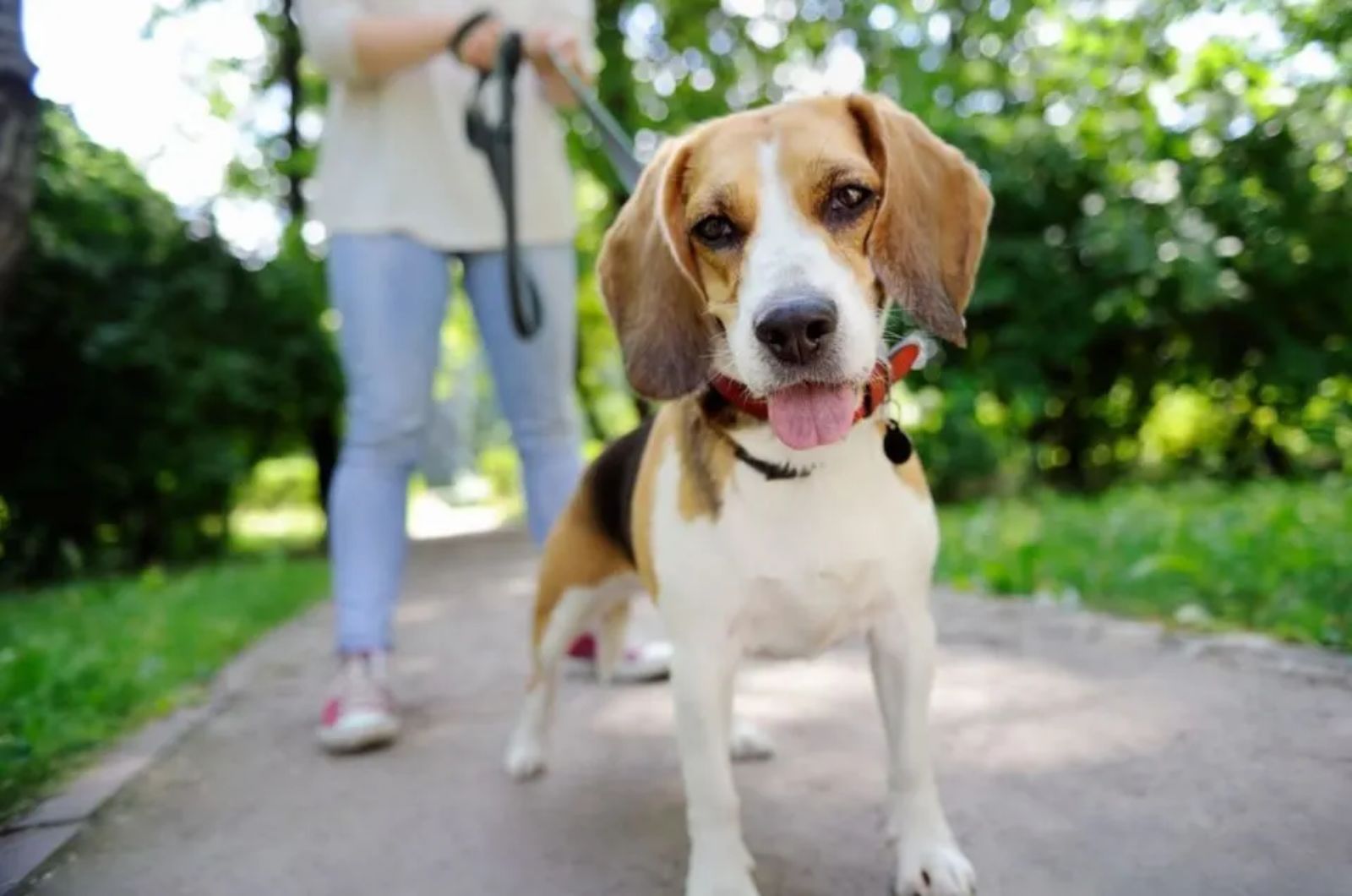 dog on leash