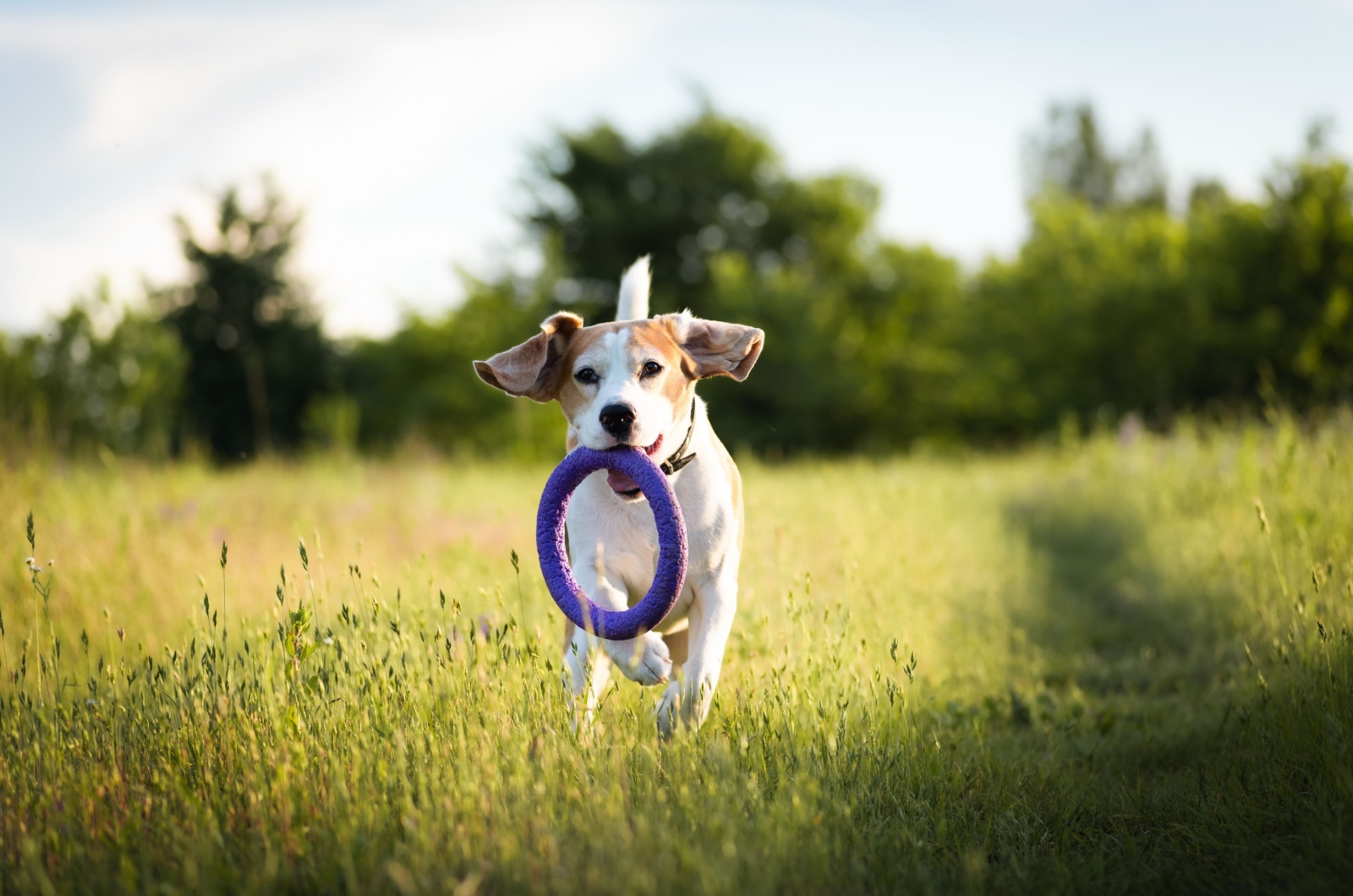 dog playing in the field