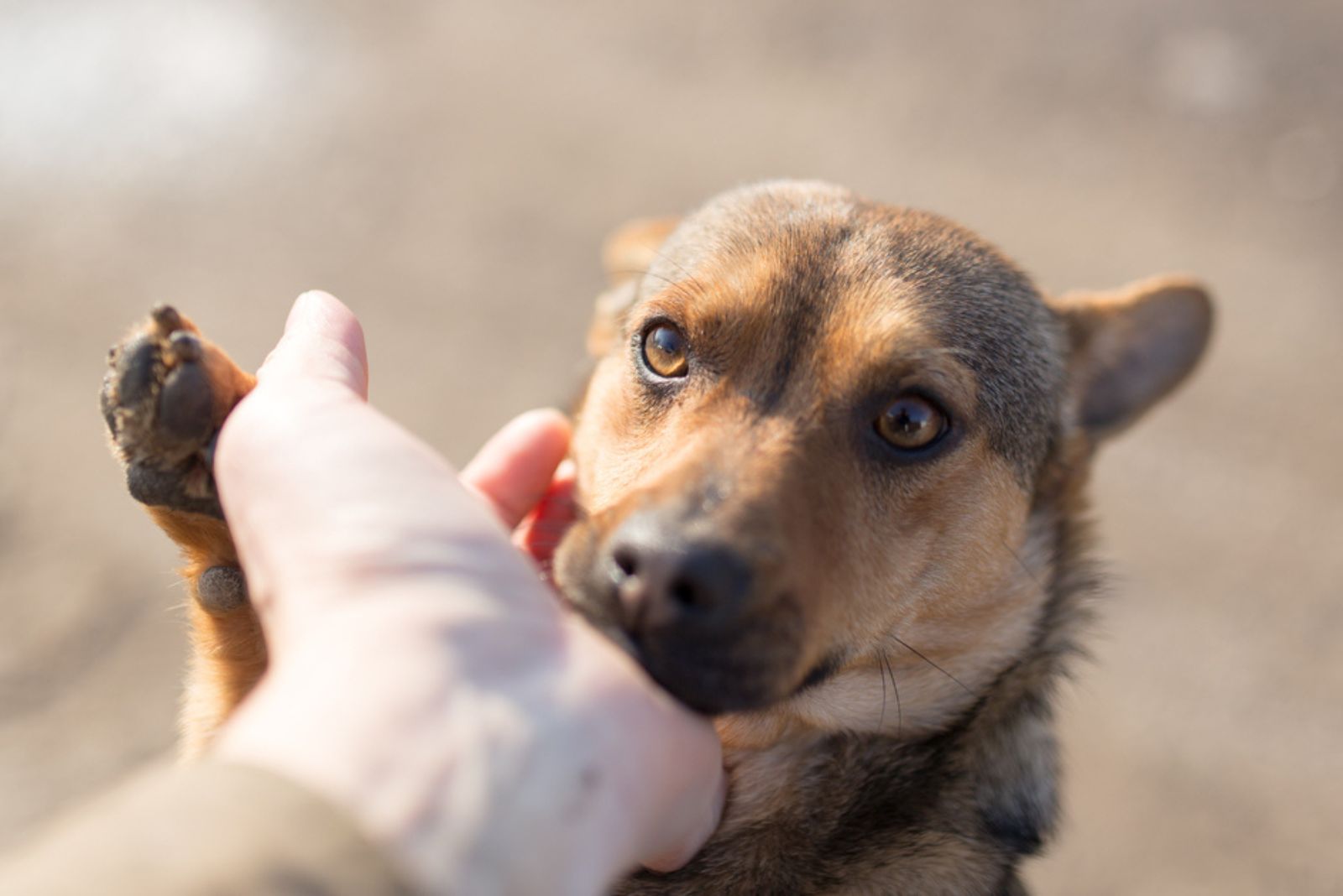 dog putting his head on human hand