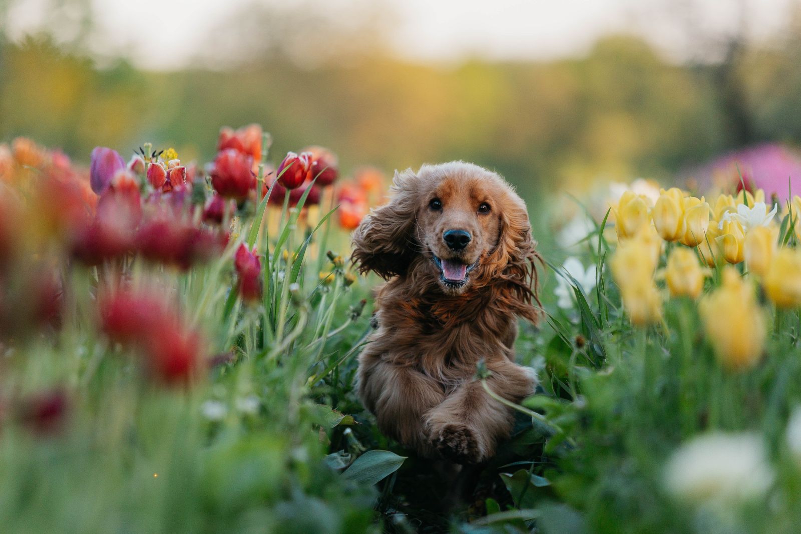 dog running in flower field