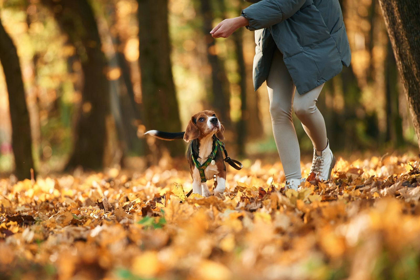 dog running with owner