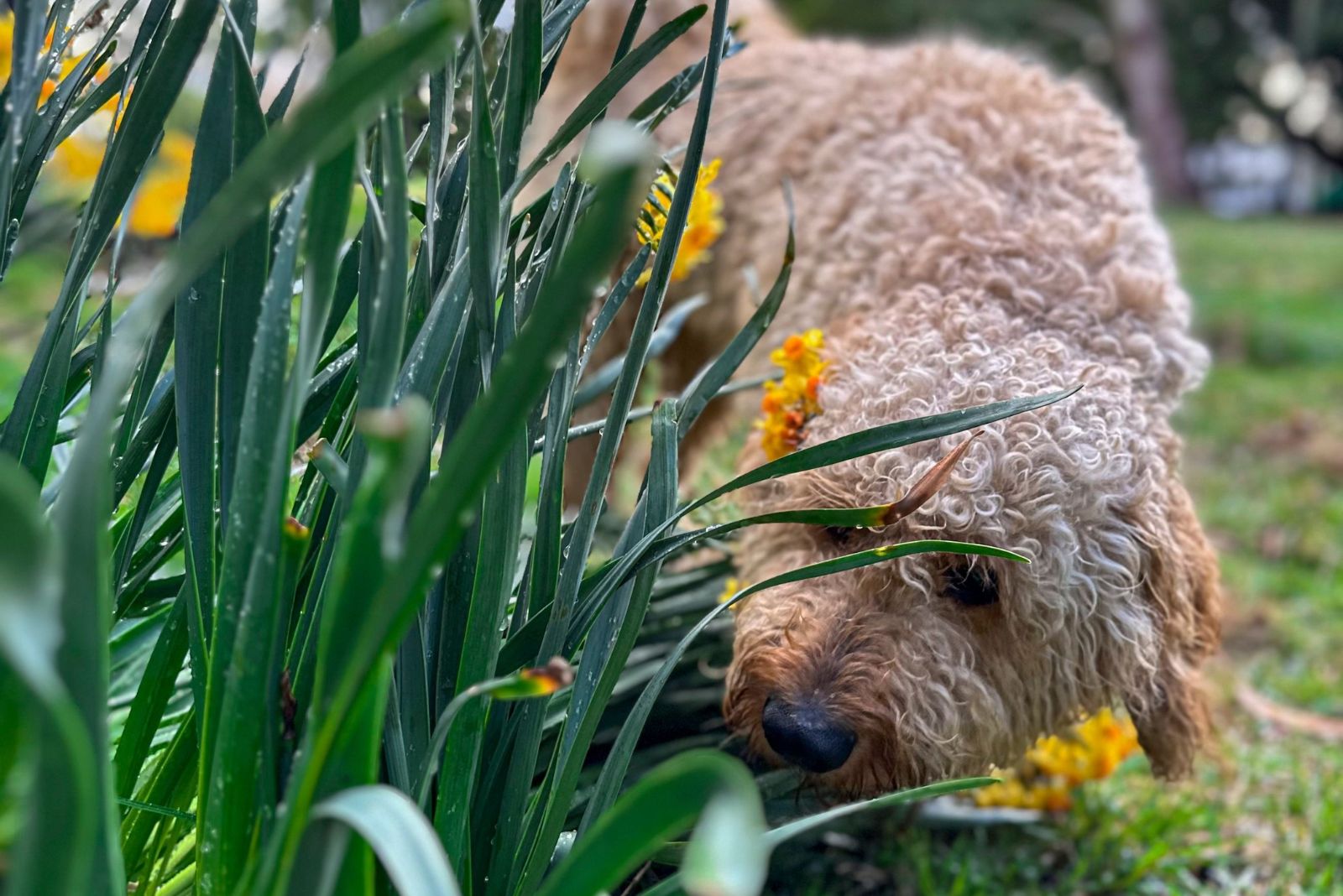 dog smelling flowers