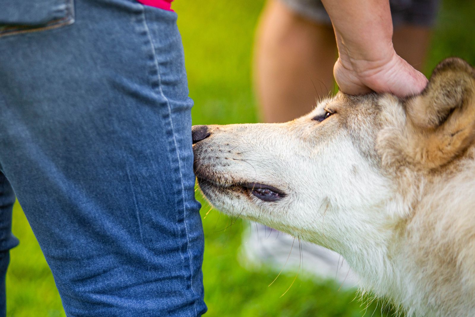 dog smelling person