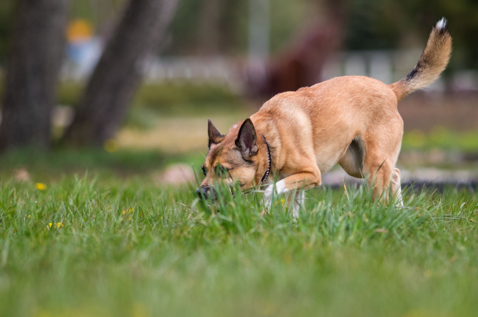 dog sniffing