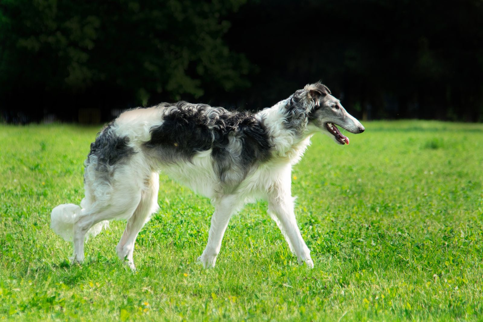 dog walking on grass