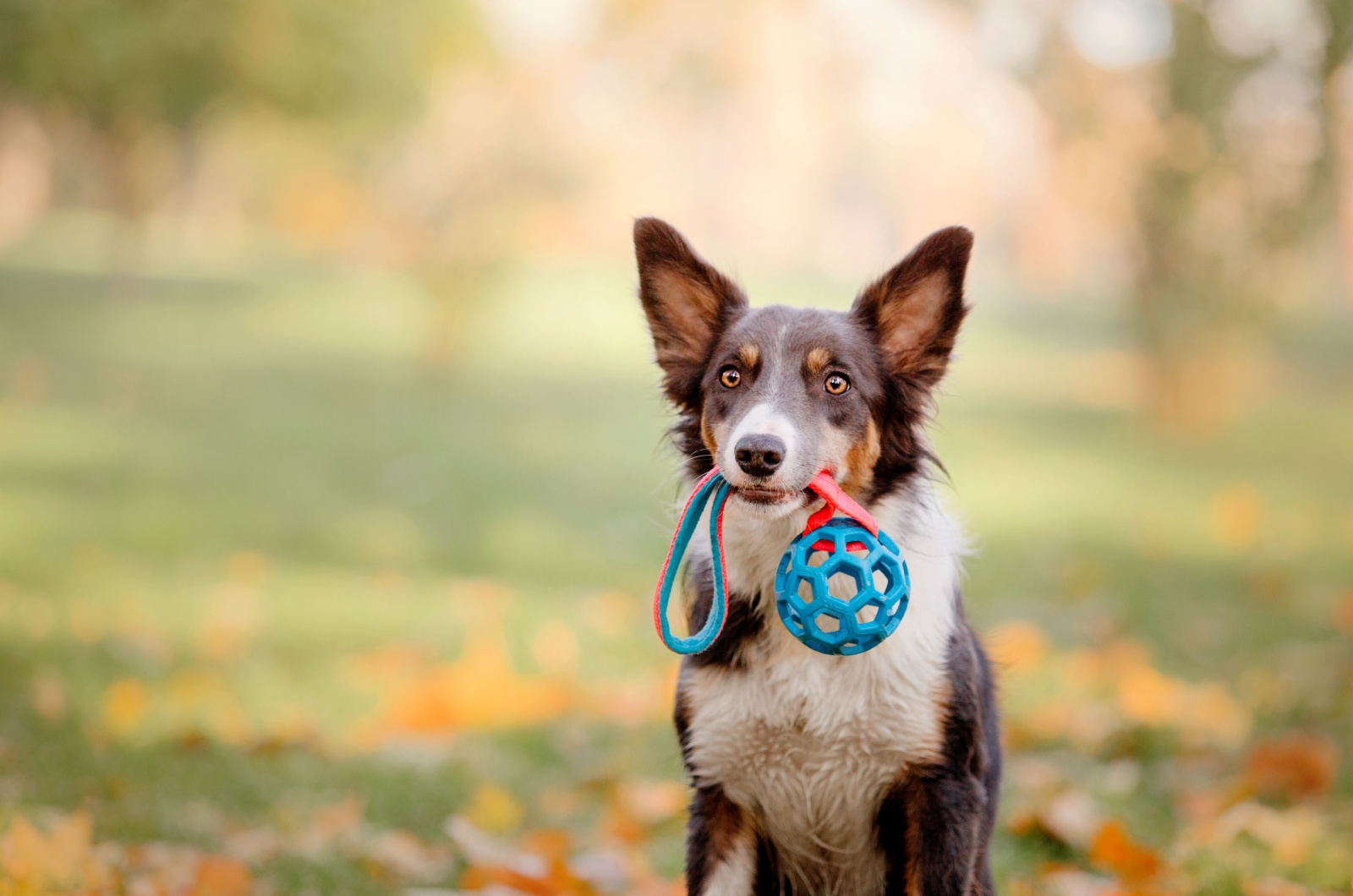 dog with a ball in his mouth