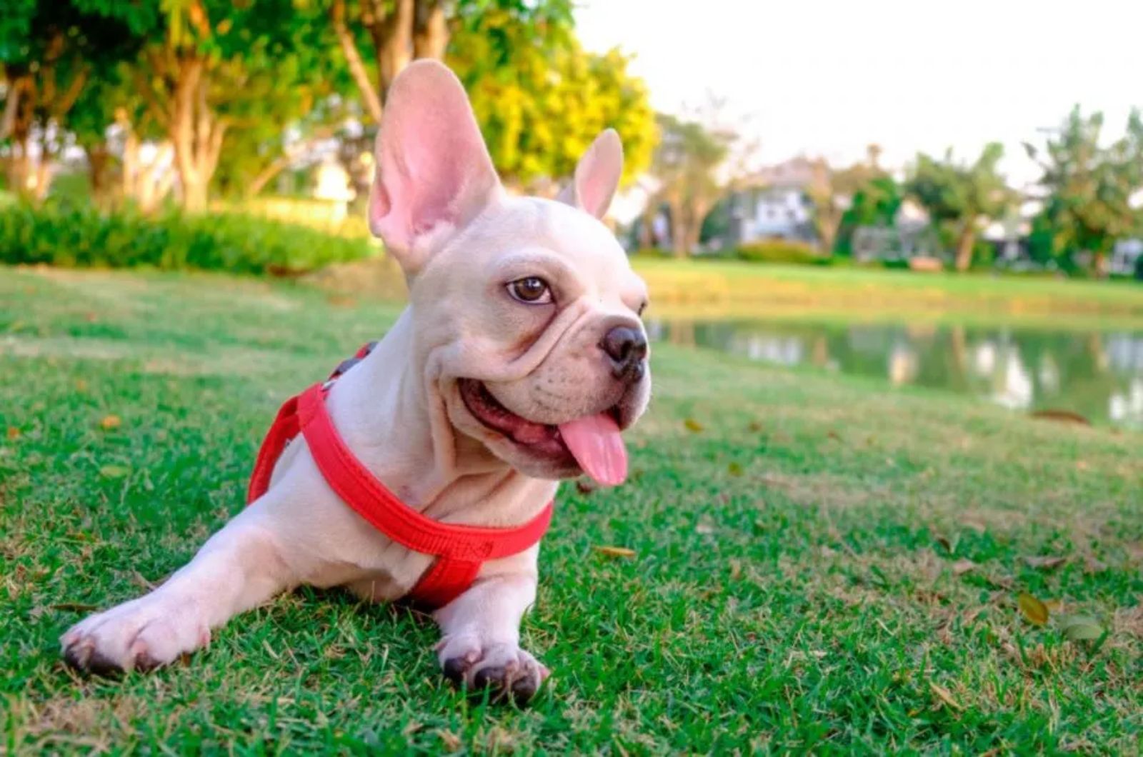 dog with red collar