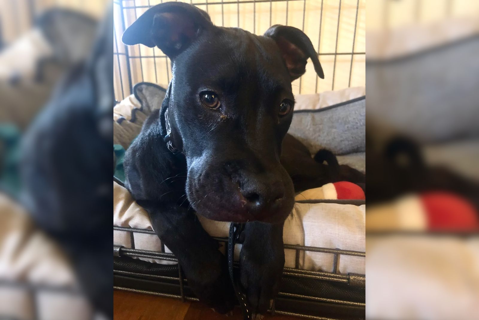 dog with swollen face lying in a crate