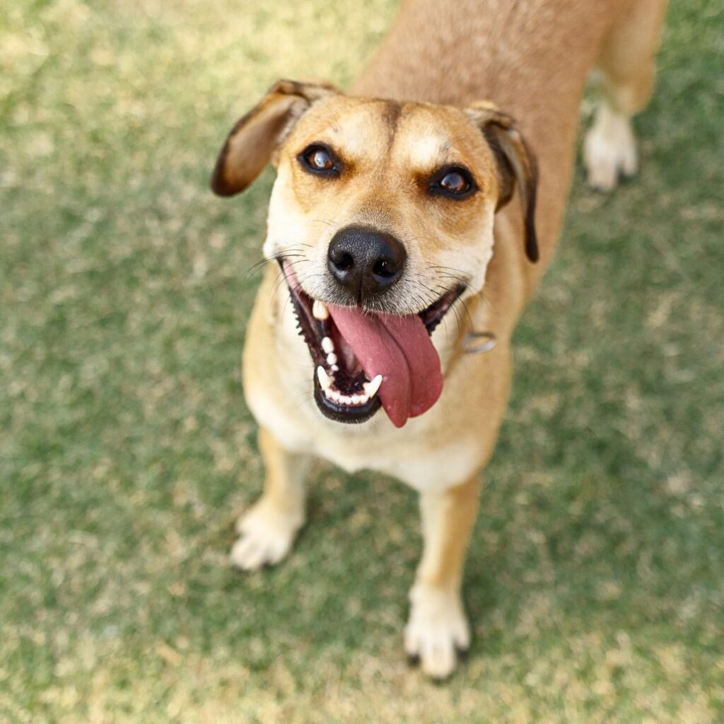 dog with tongue out