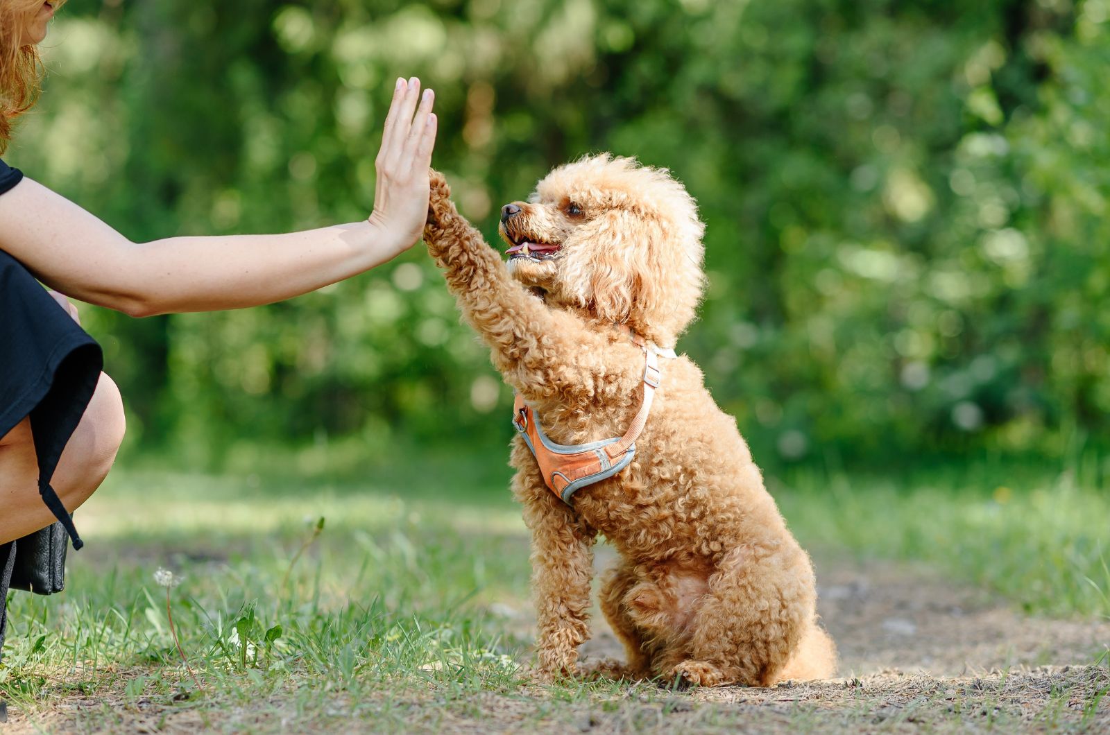 dogs high five