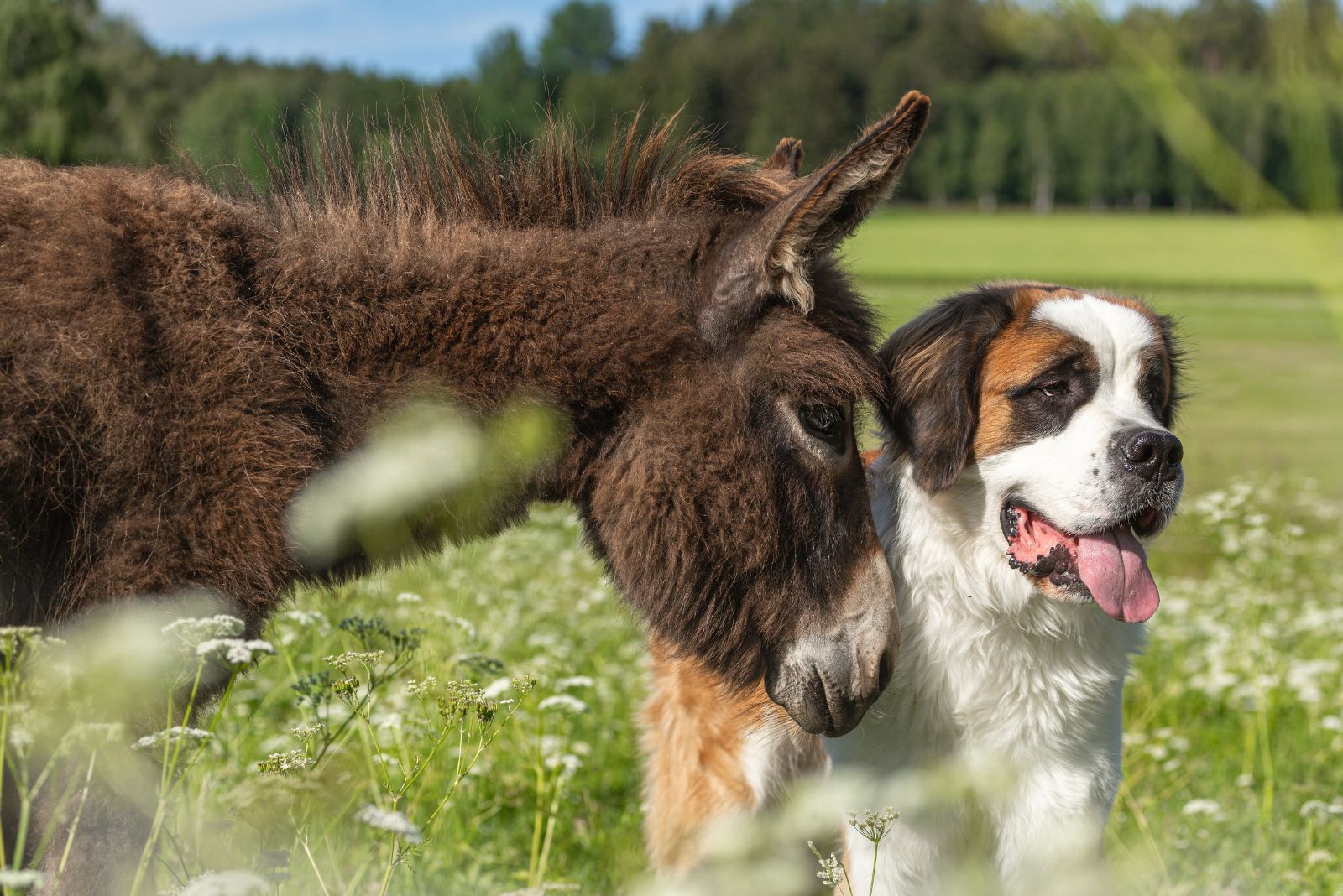 donkey with dog