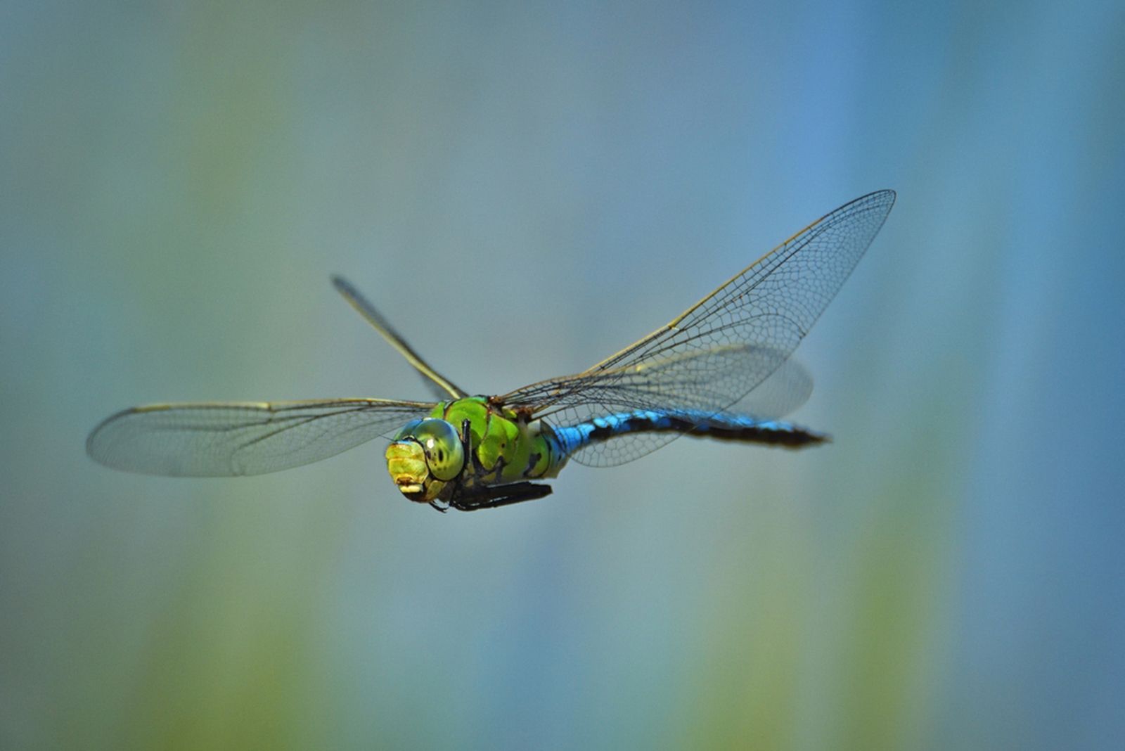 dragonfly