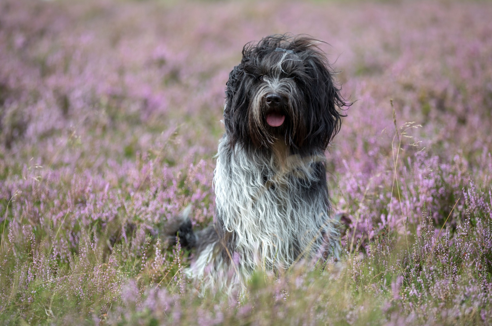 dutch sheepdog