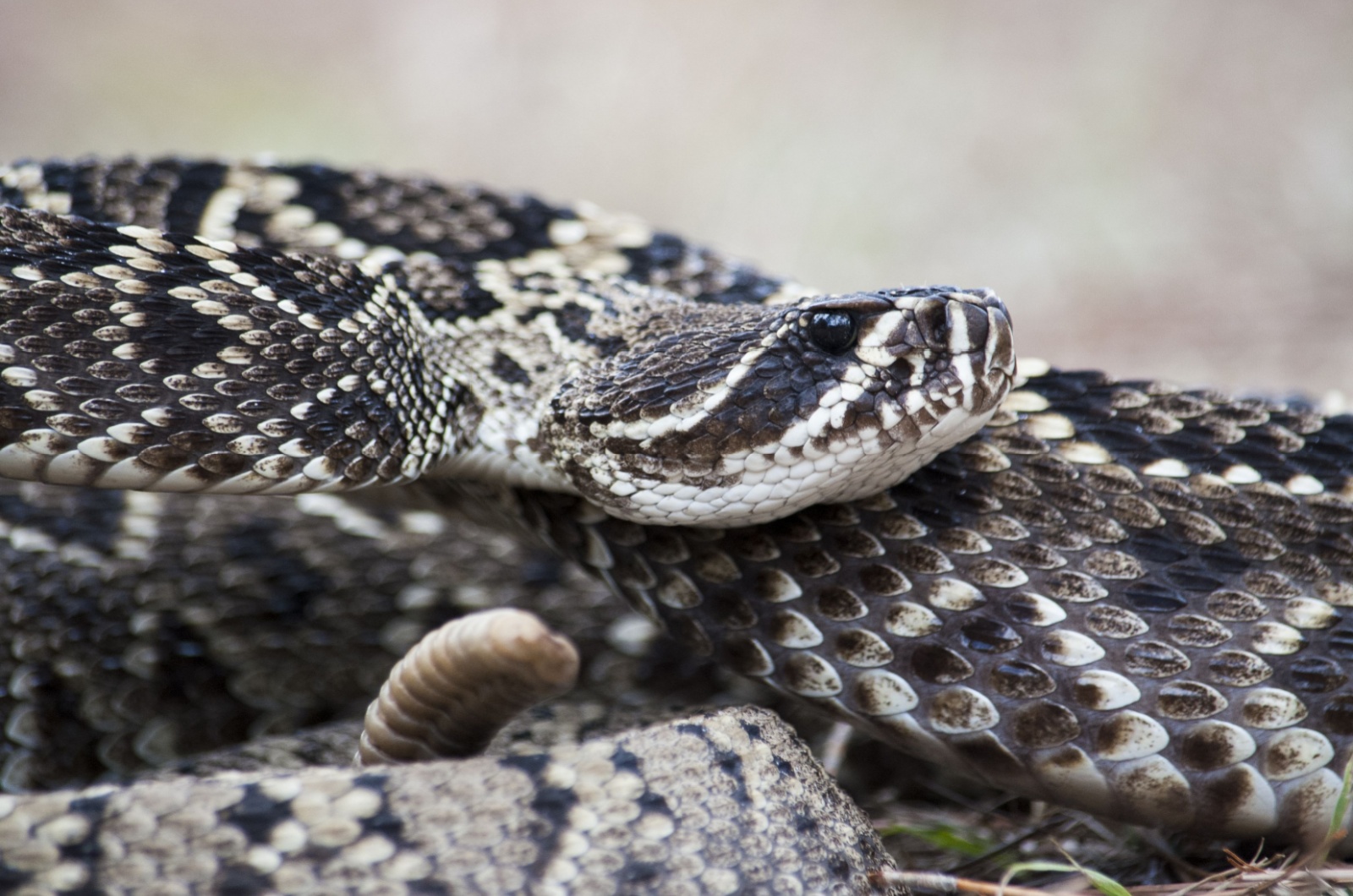 eastern diamondback