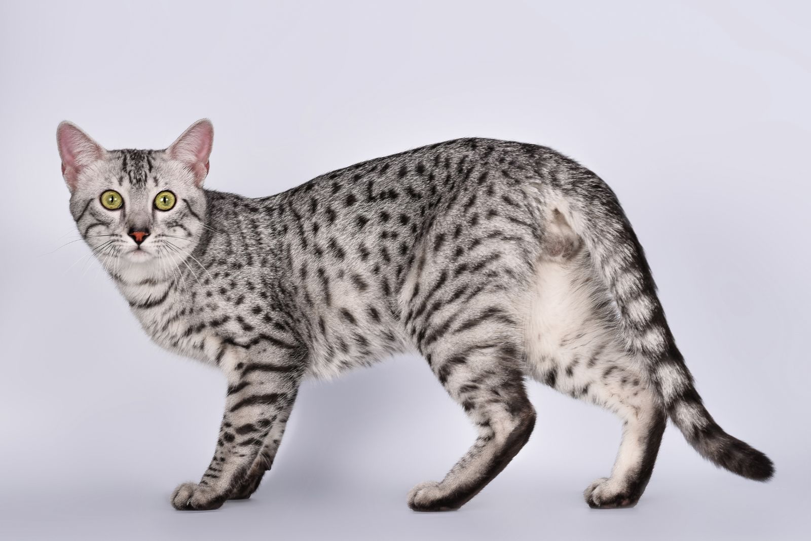 egyptian mau