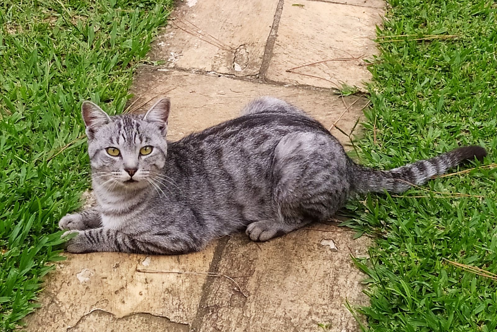 egyptian mau