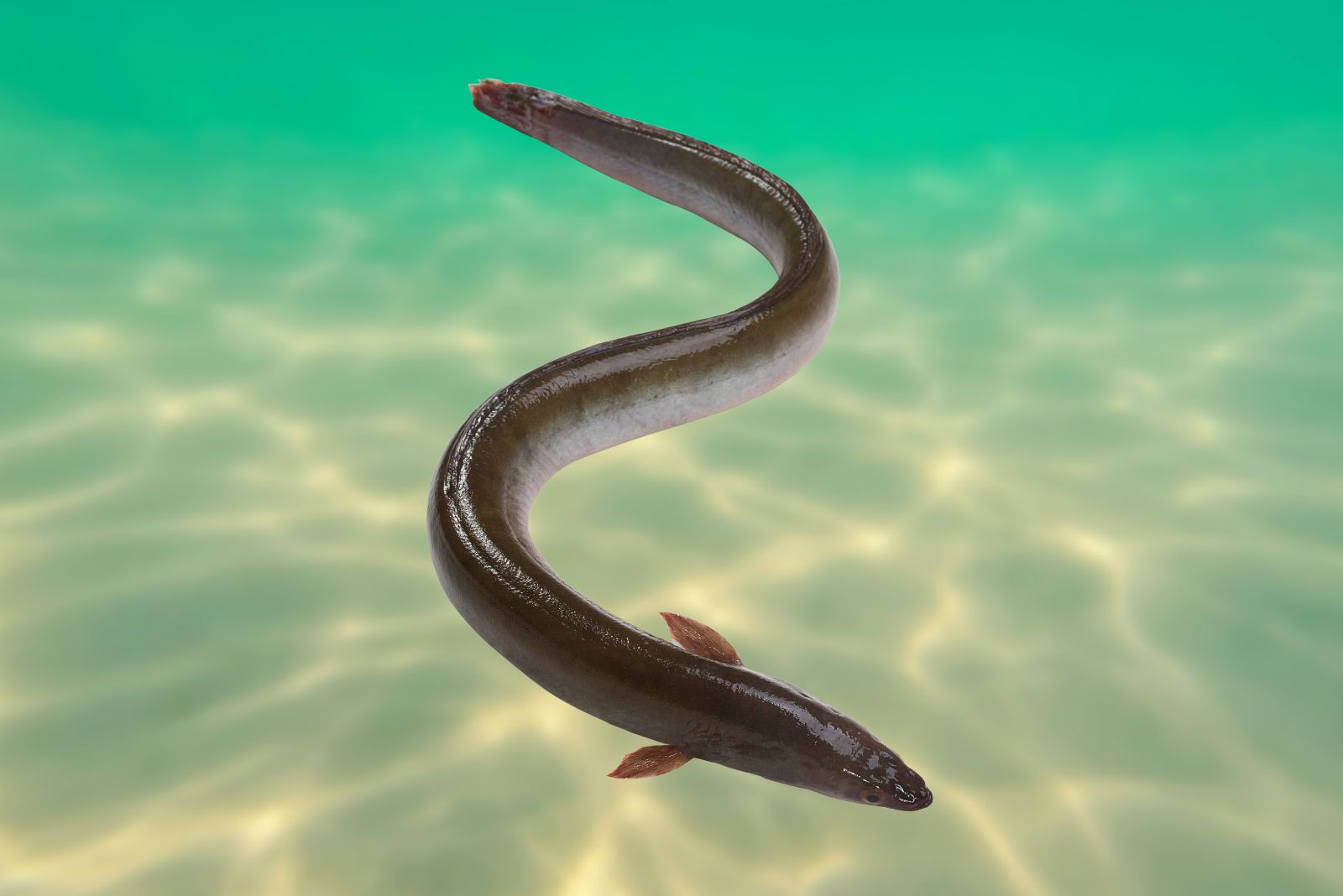 electric eel in the sea