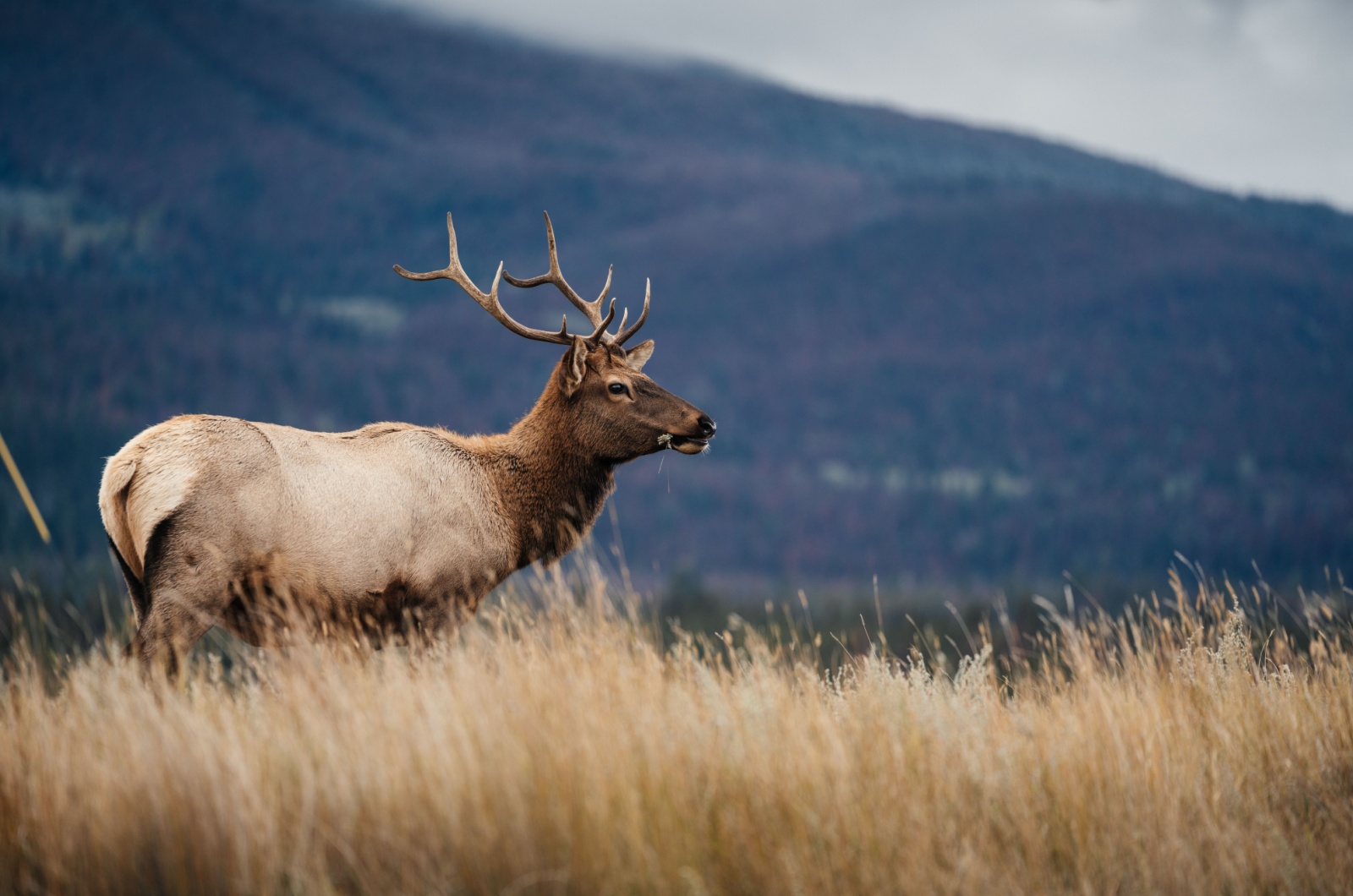 elk