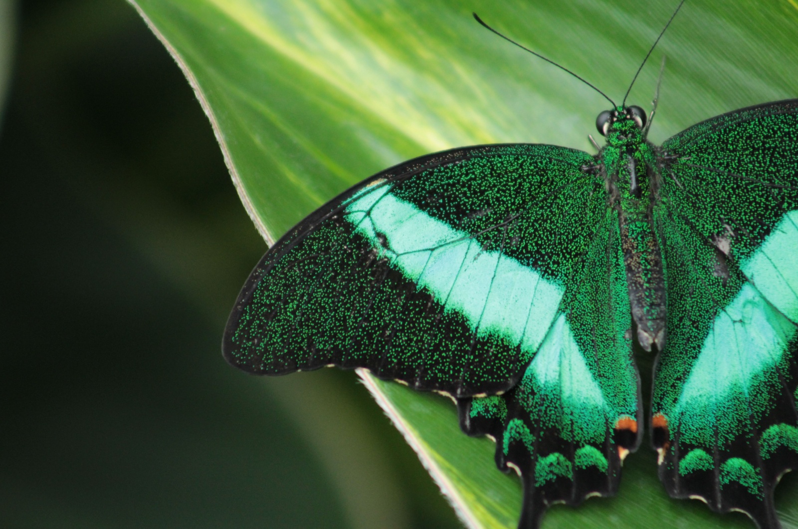 emerald swallowtail