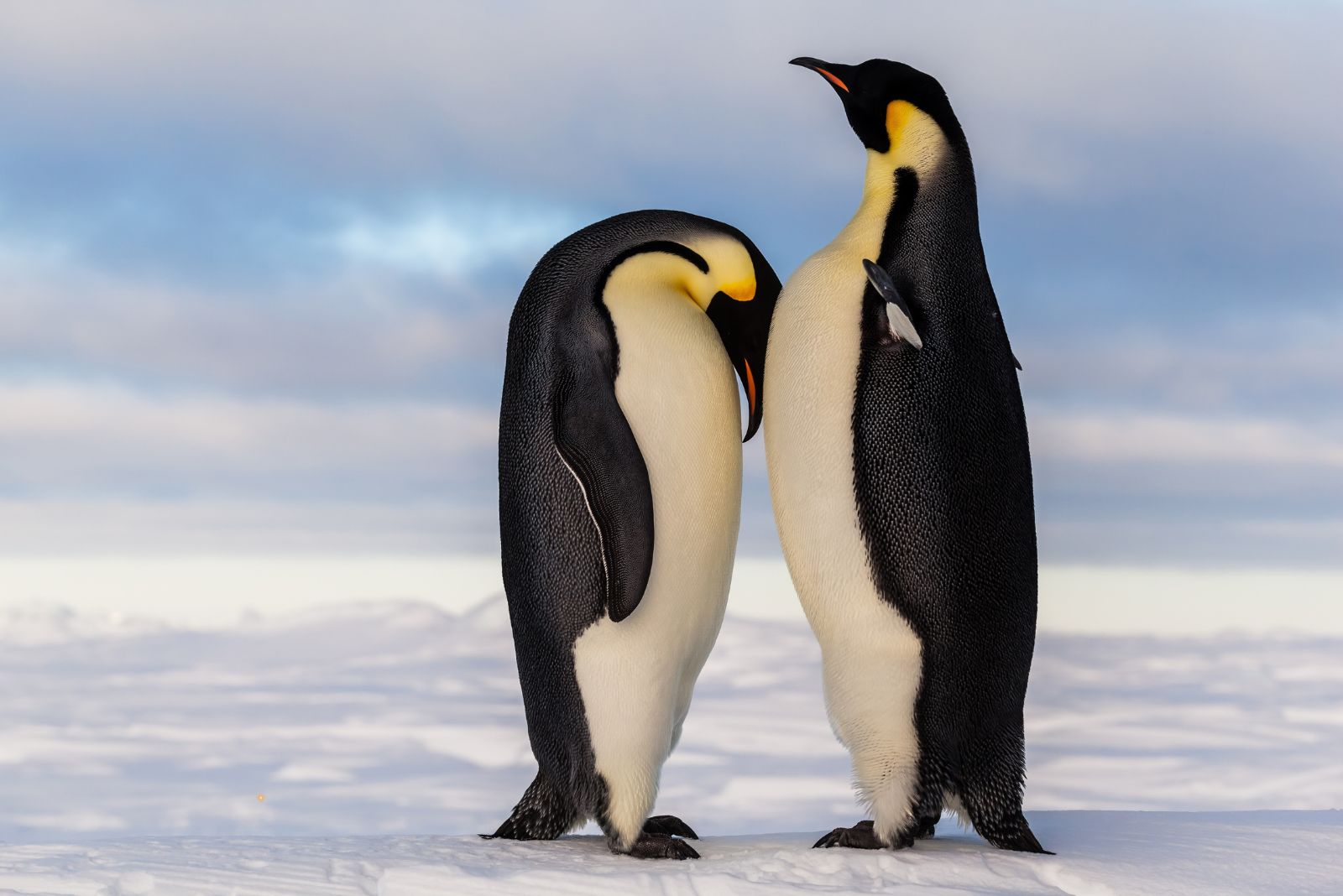 emperor penguins