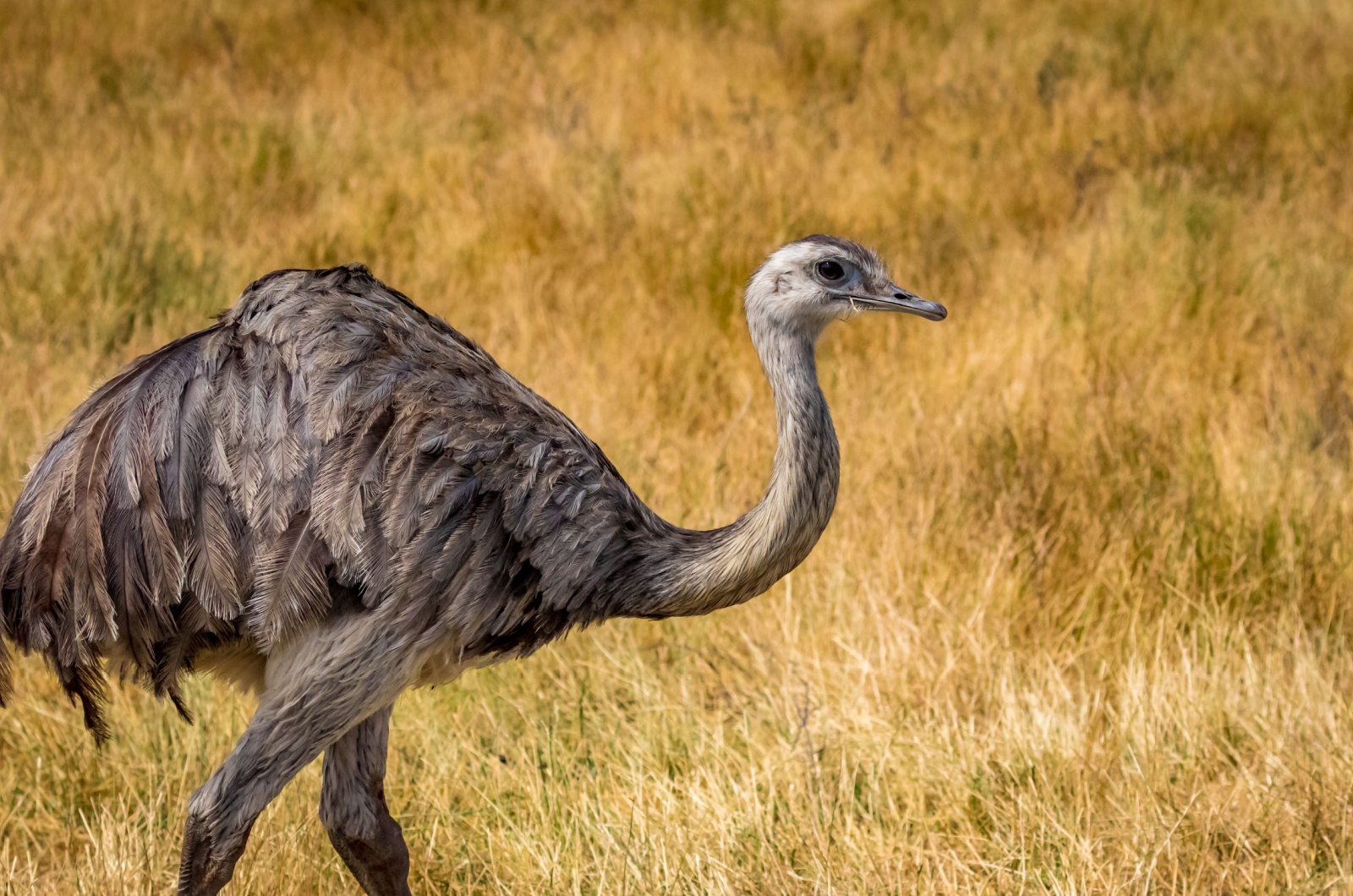 emu