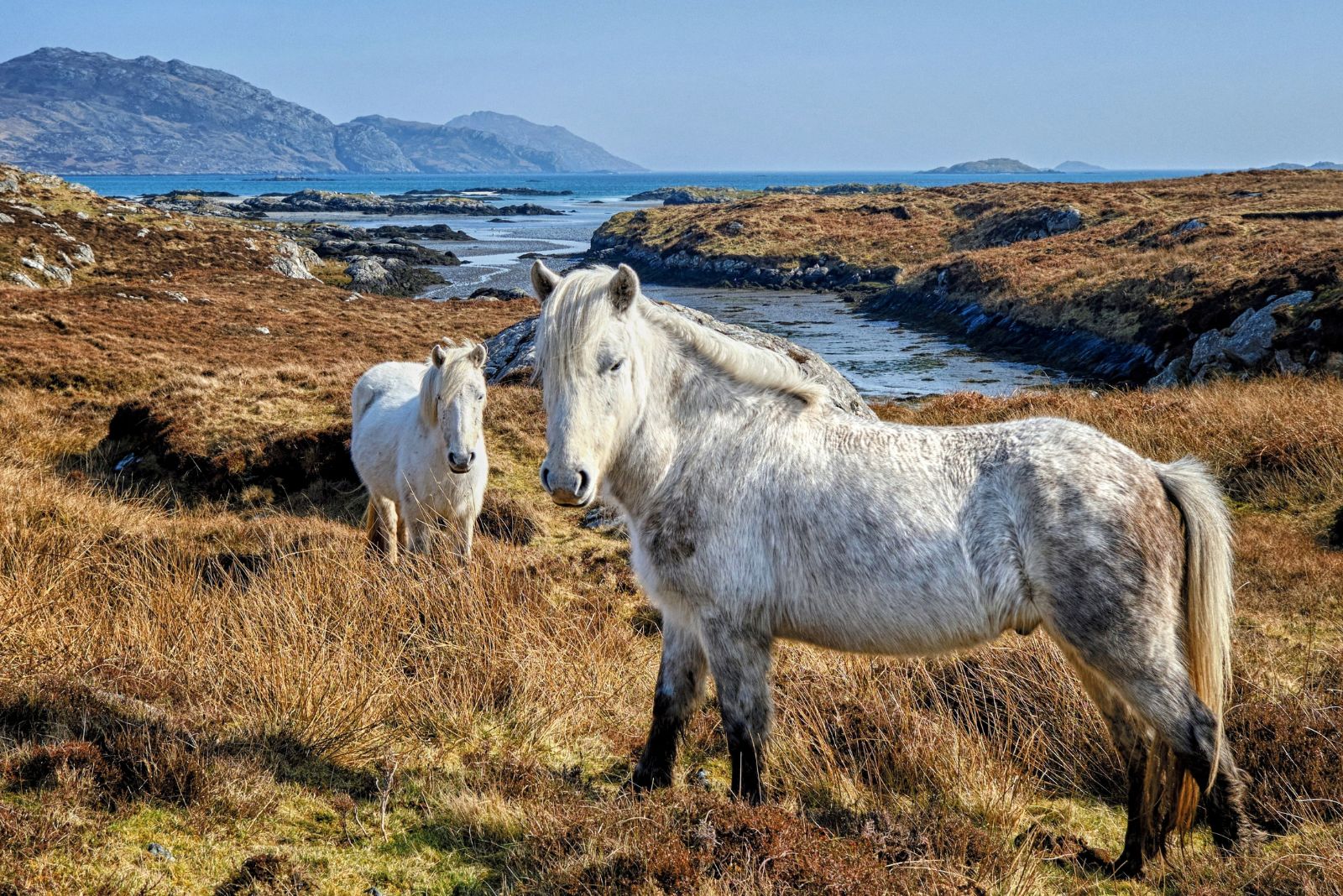 eriskay pony