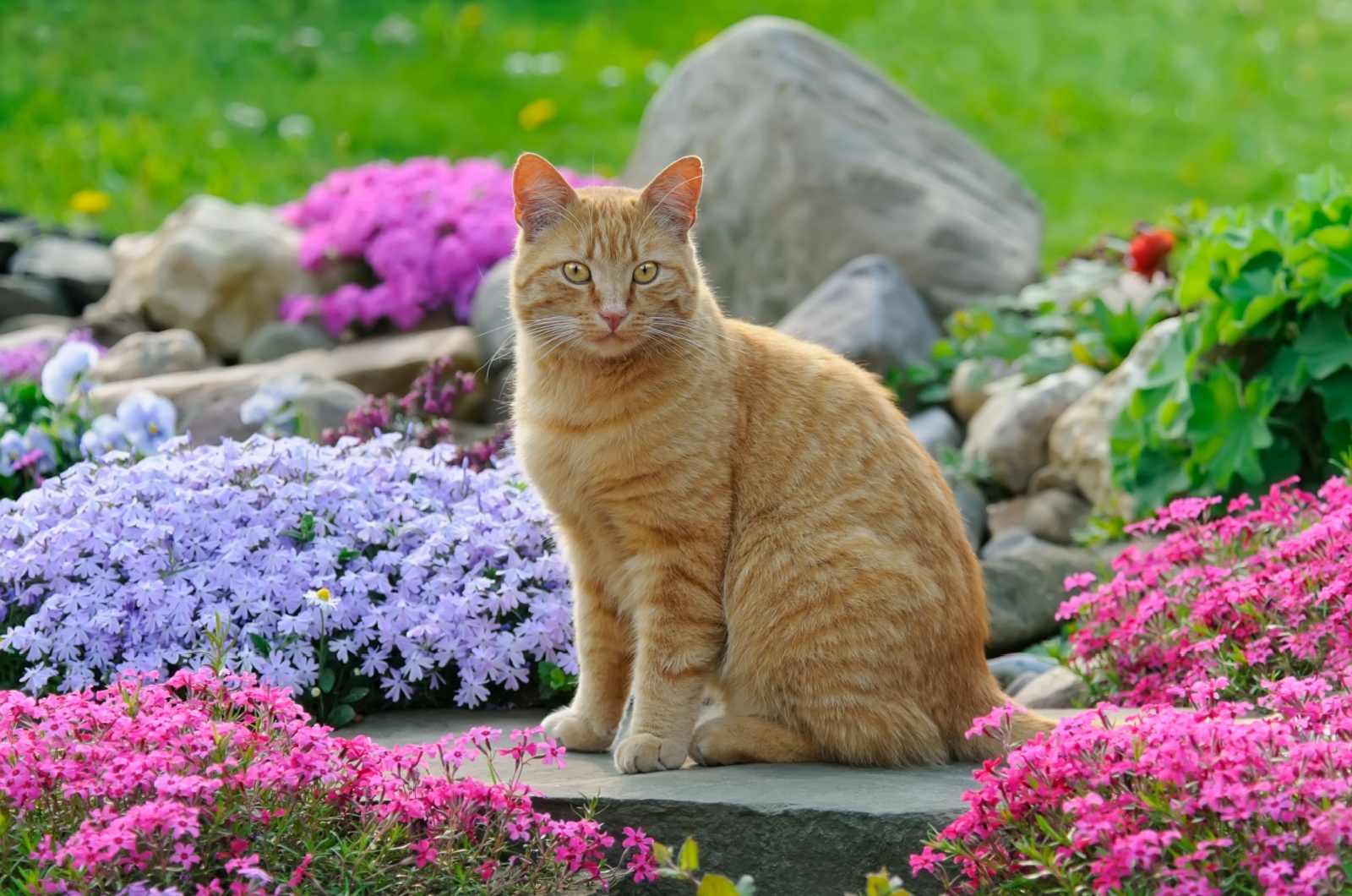 european shorthair