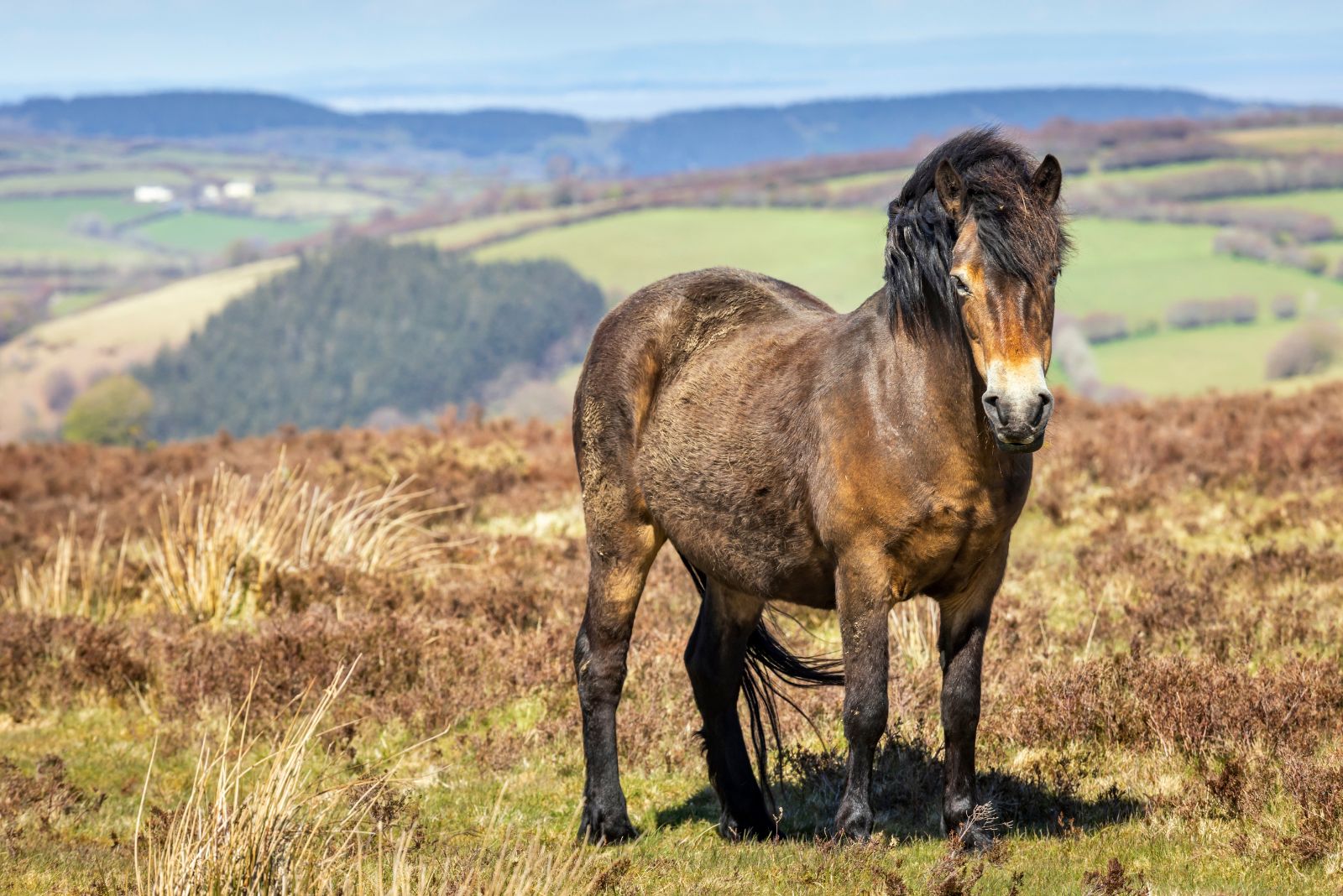 exmoor pony