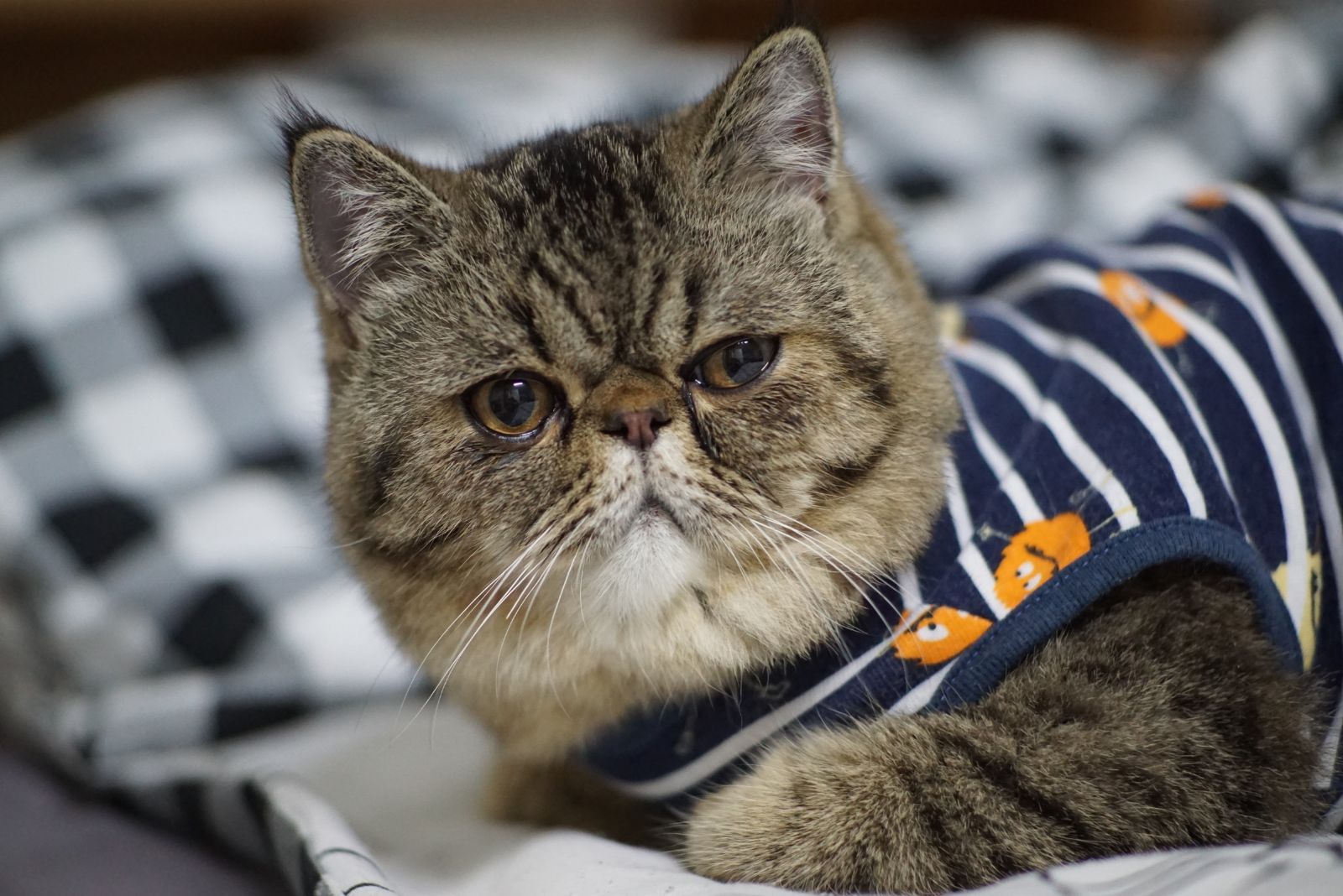 exotic shorthair