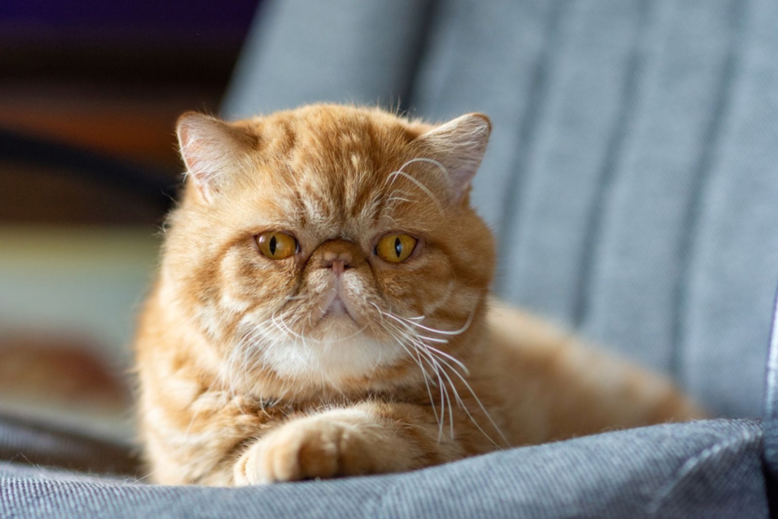 exotic shorthair cat