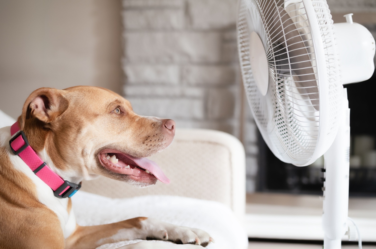 fan and dog