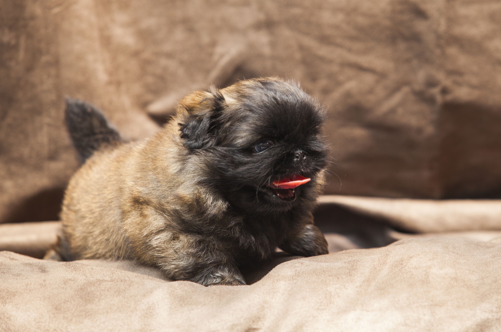 fawn brindle pekingese