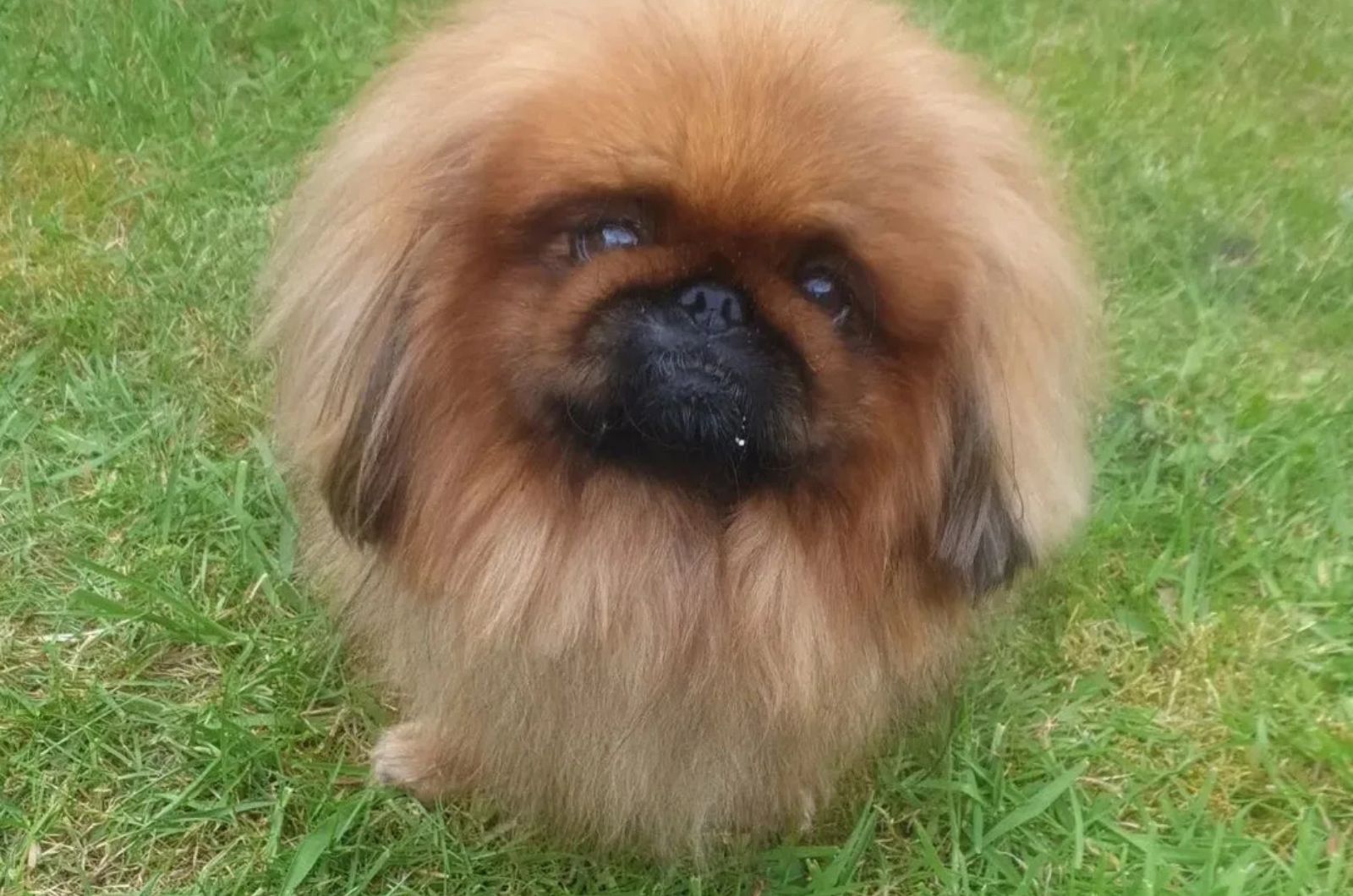 fawn pekingese