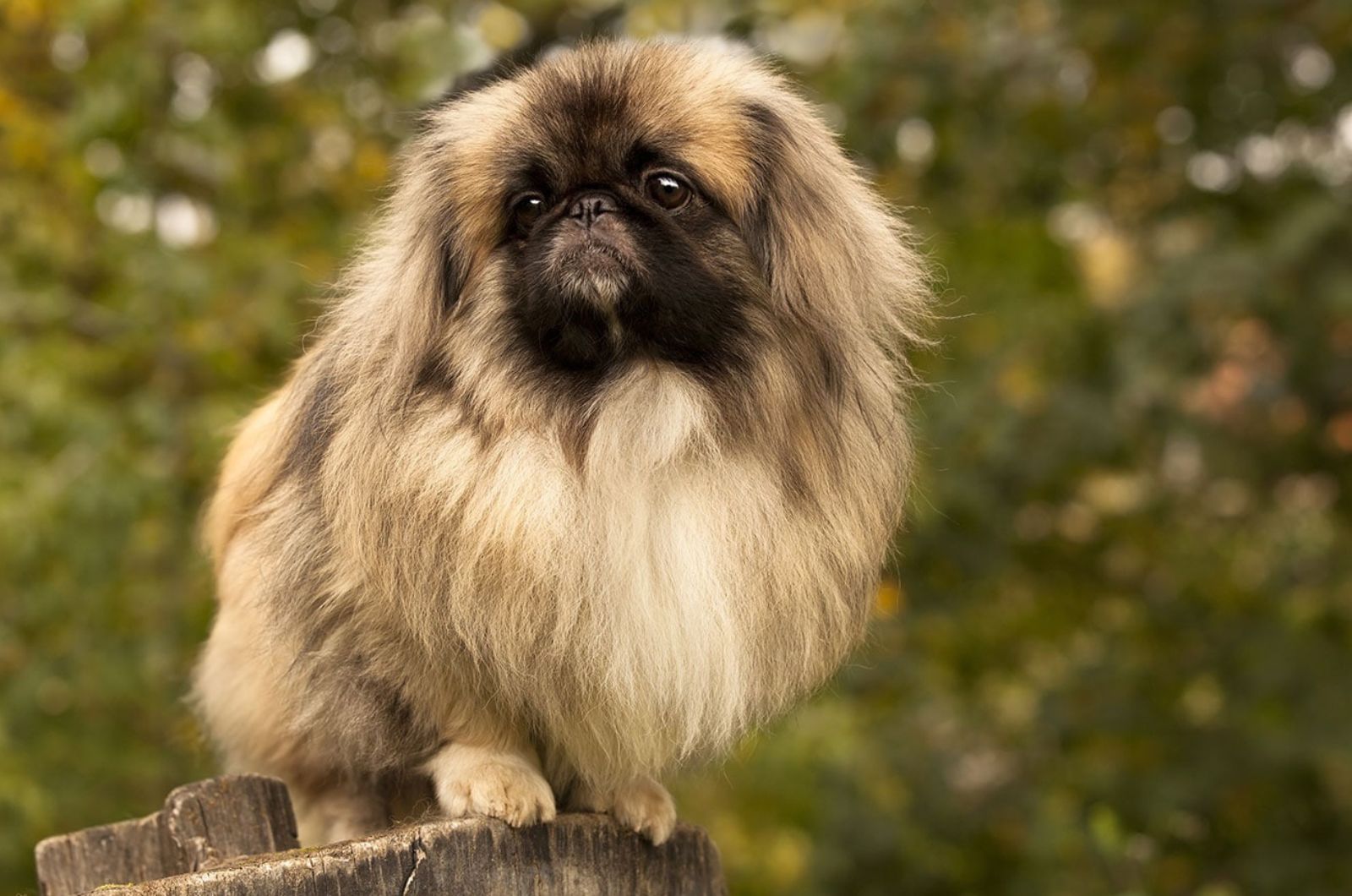 fawn sable dog