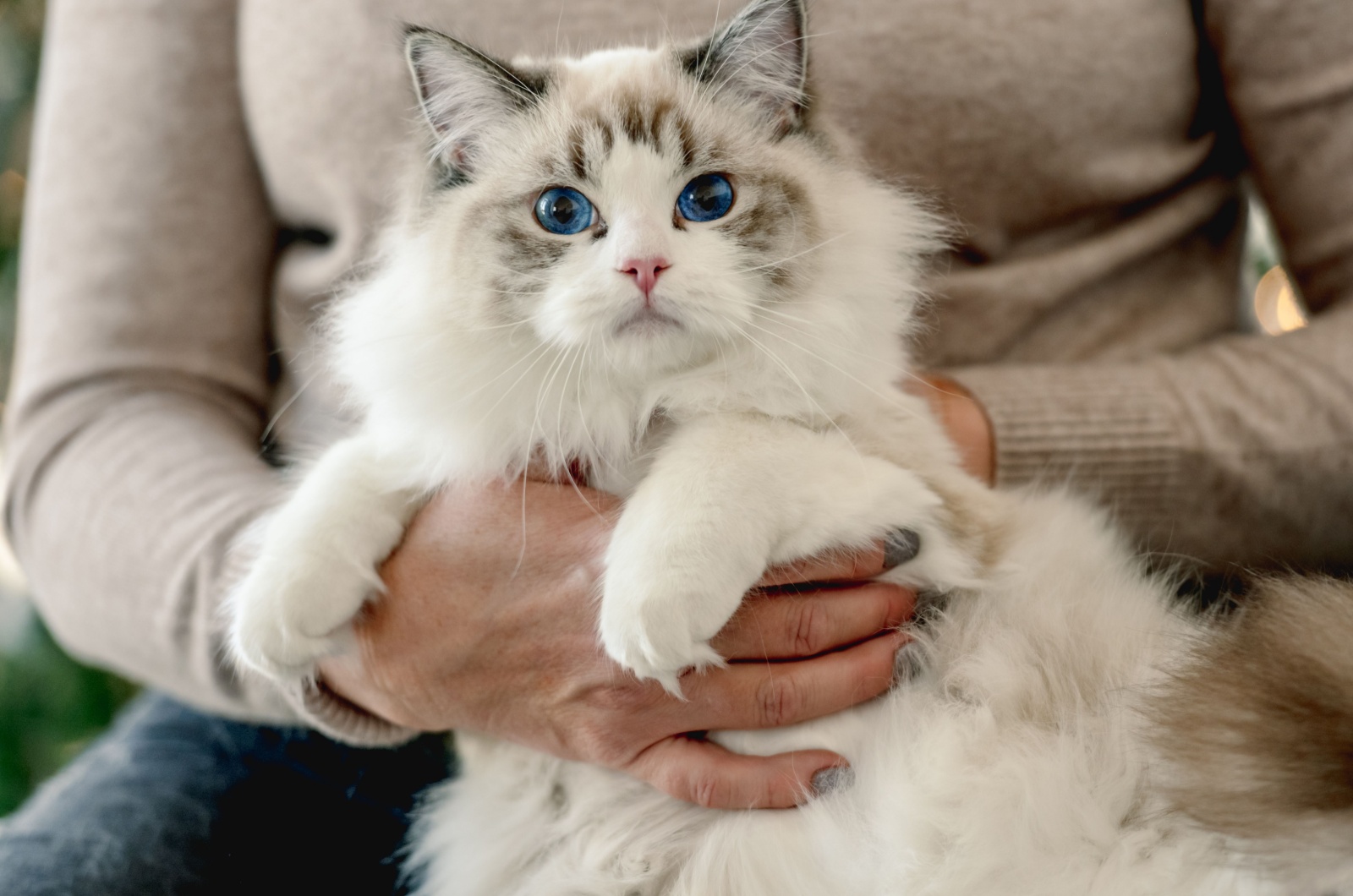 female holding ragdoll cat