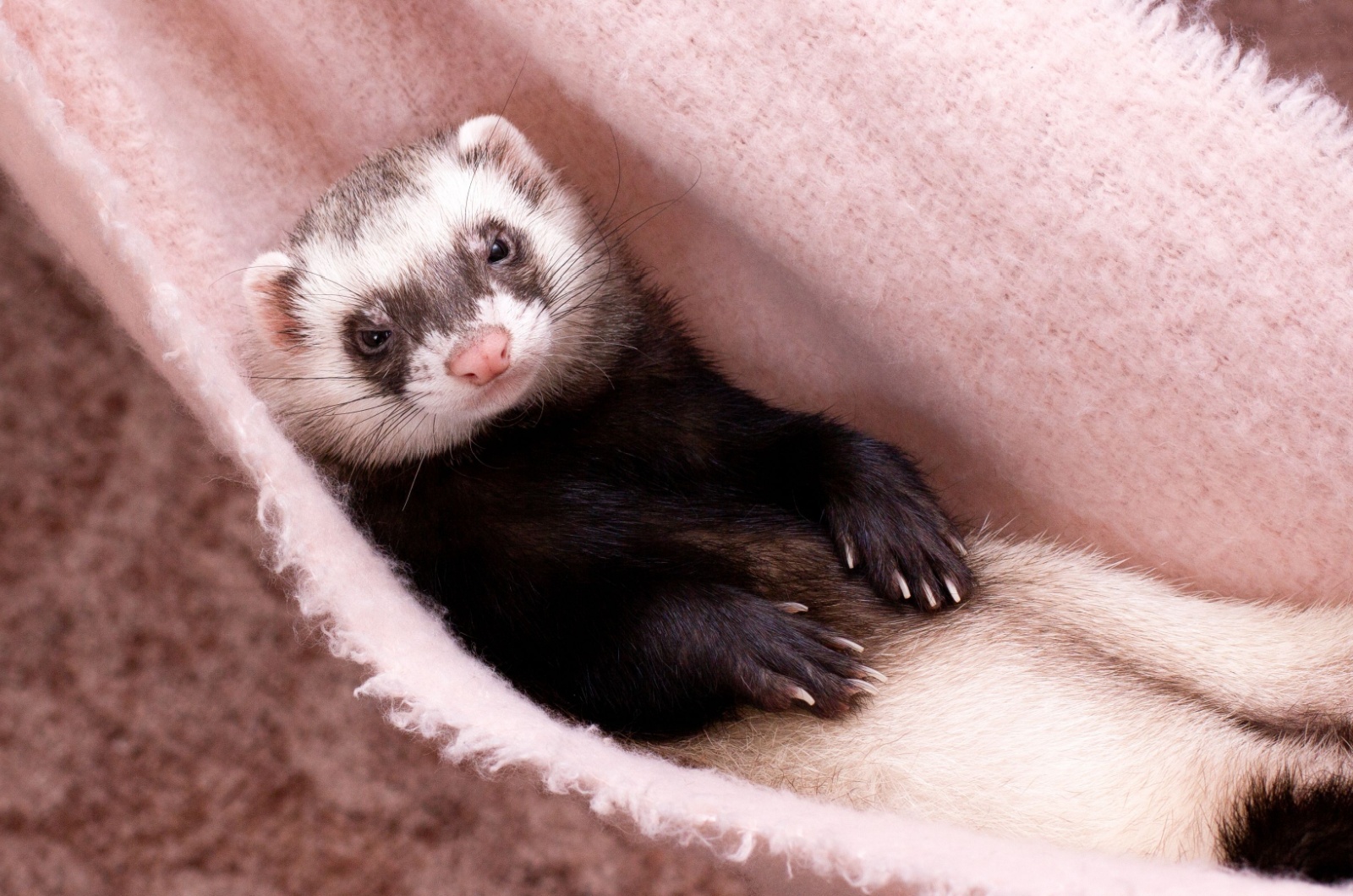 ferret