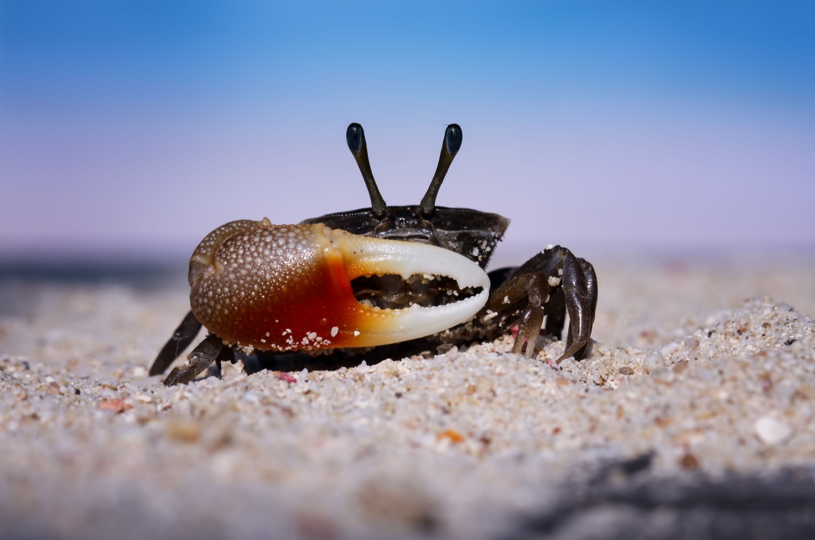 fiddler crab