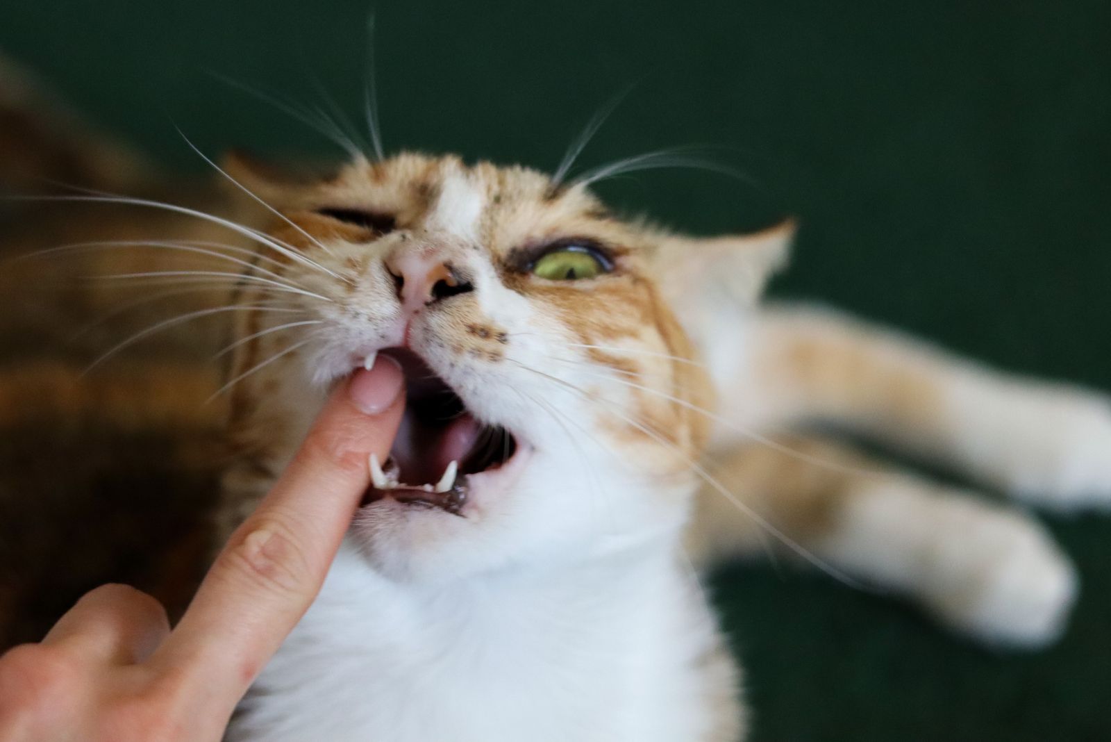 finger touching cats tooth