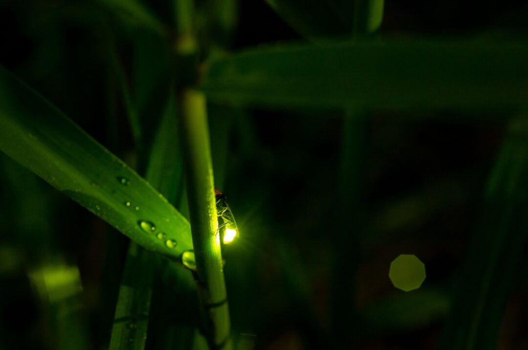 11 Amazing Animals That See Perfectly In The Dark