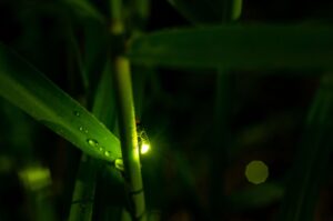 11 Amazing Animals That See Perfectly In The Dark