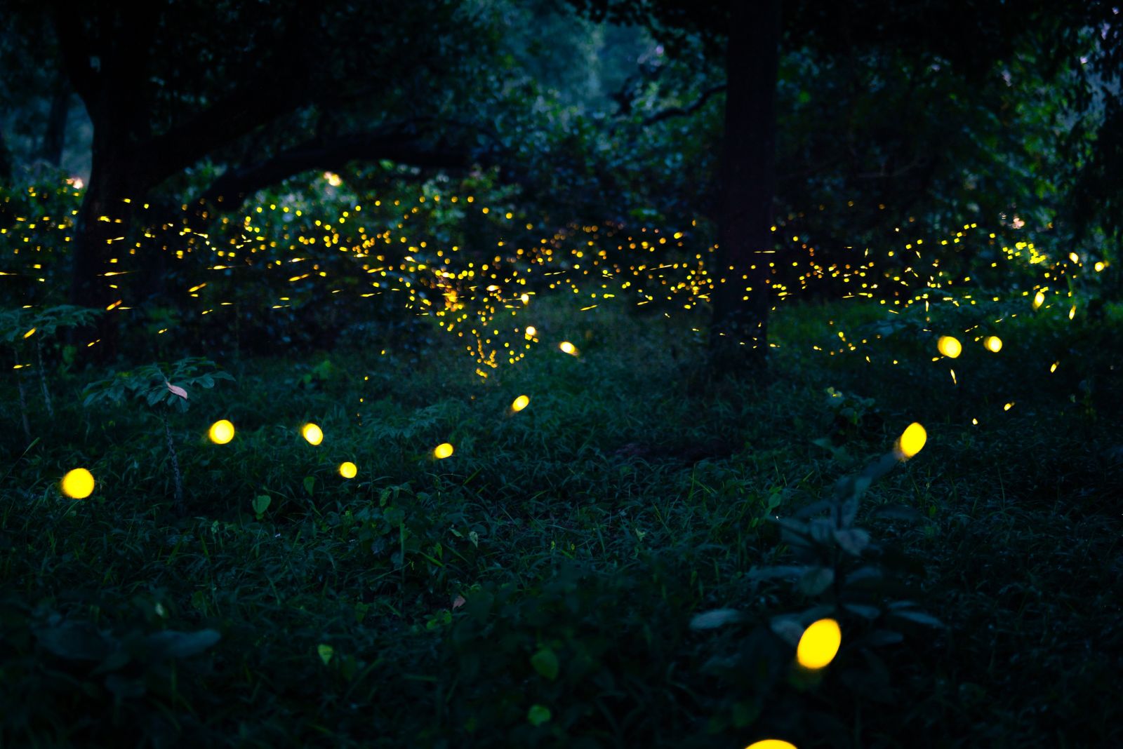 fireflies