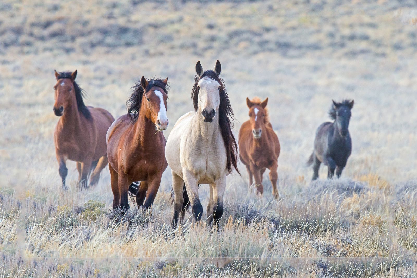 five wild mustangs