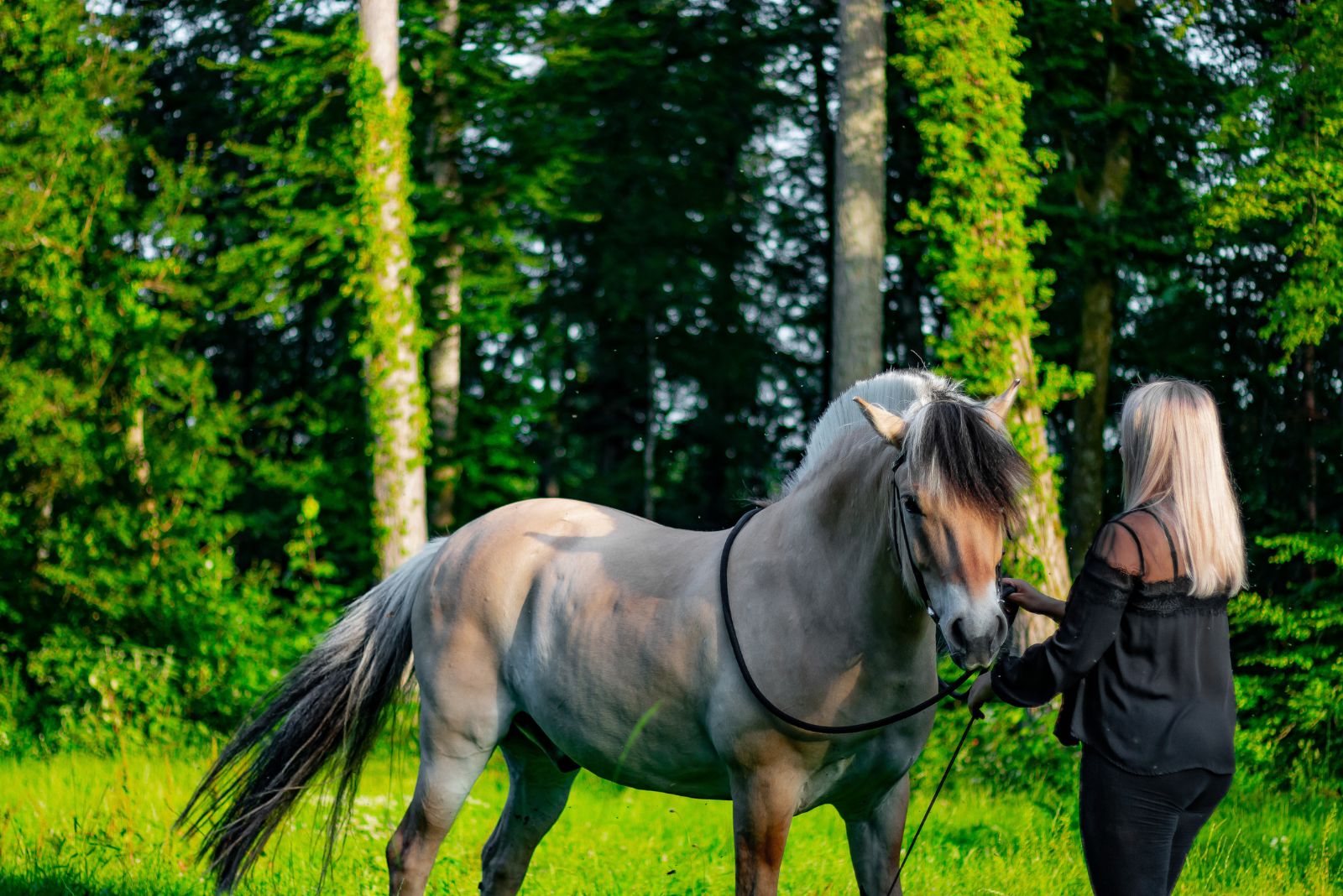 fjord horse and woman