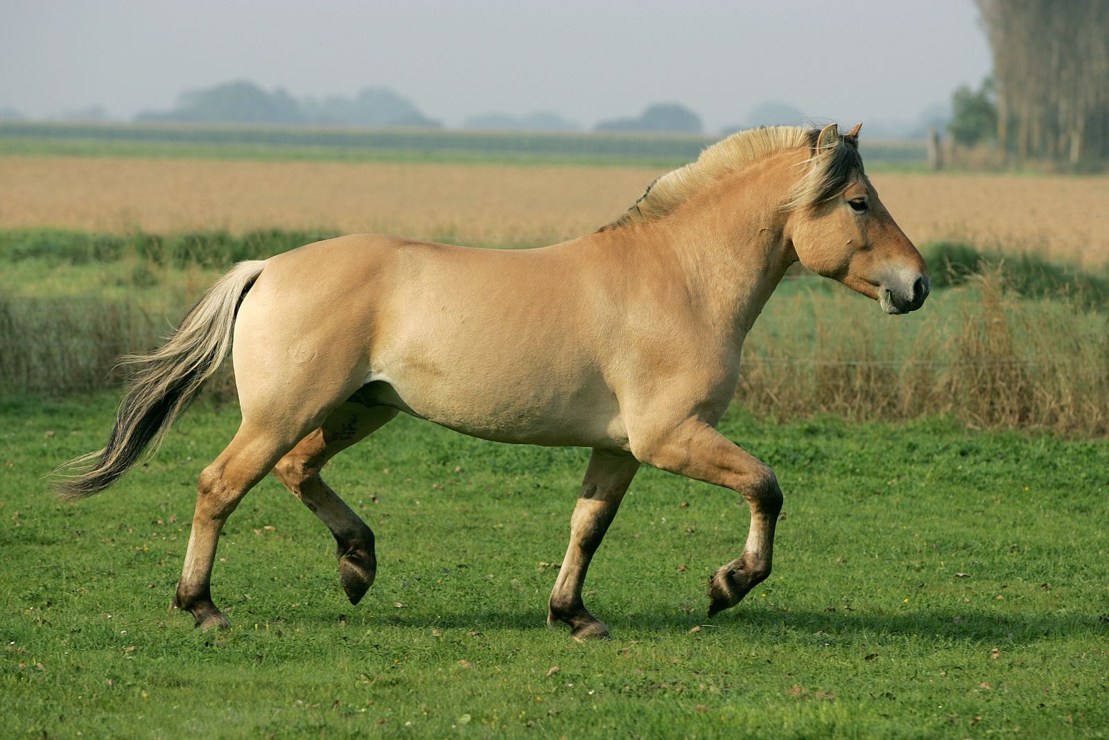 fjord horse