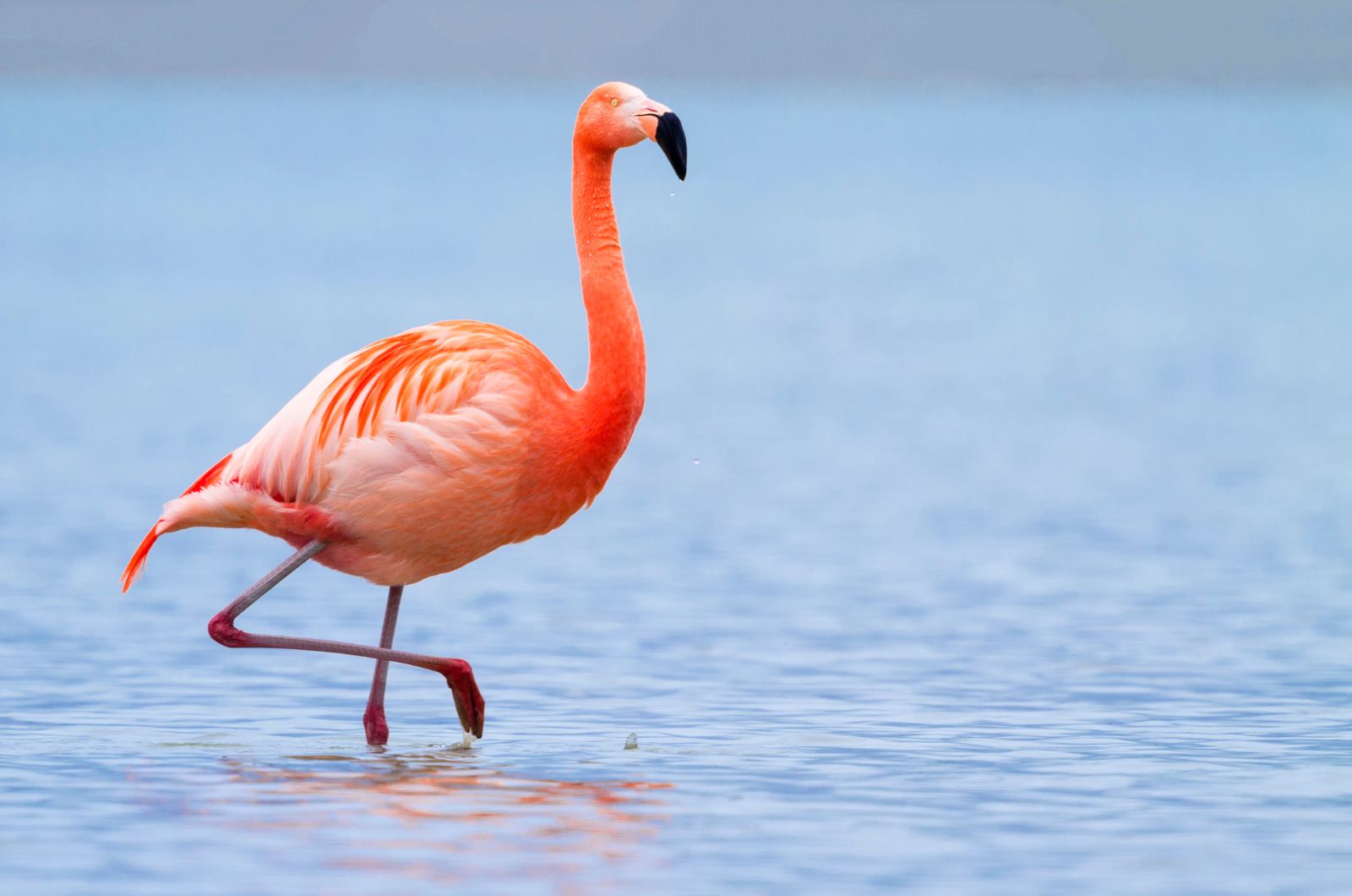 flamingo in the water